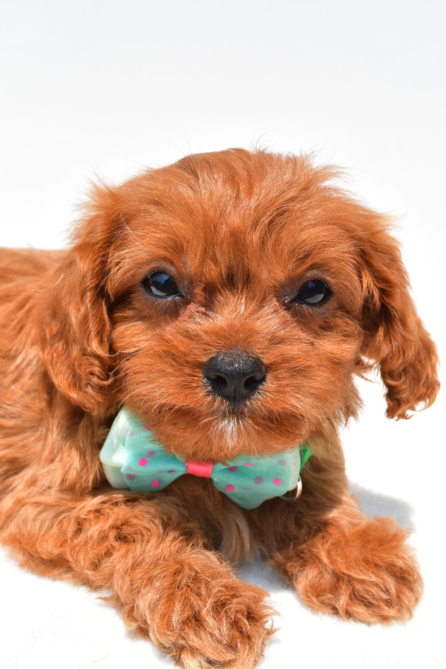 Mr Koda The Cavapoo - Image 4