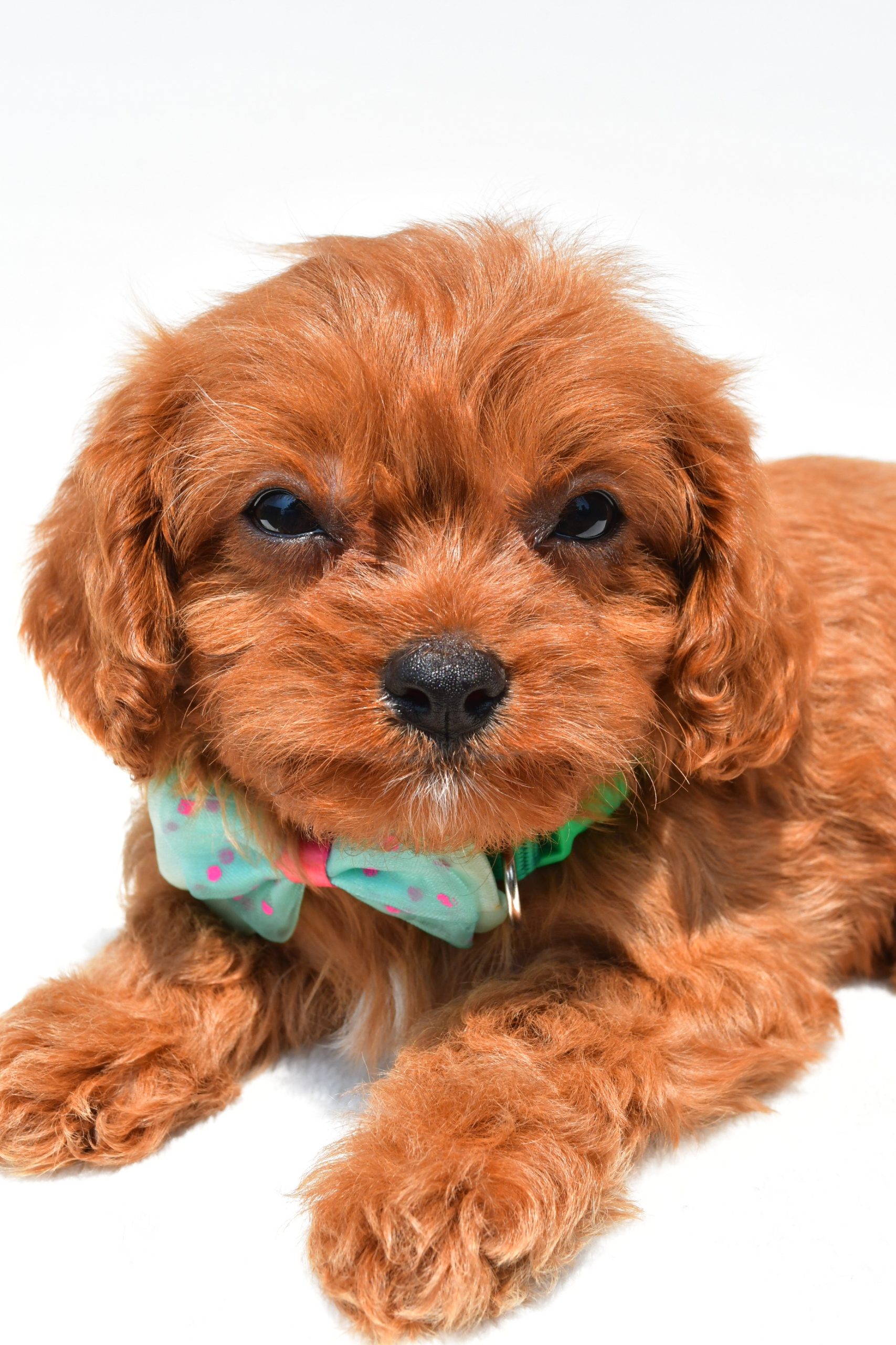 Mr Koda The Cavapoo - Image 3