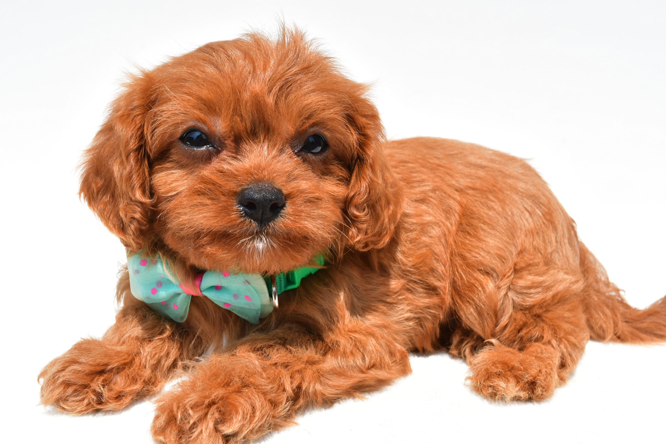 Mr Koda The Cavapoo - Image 7