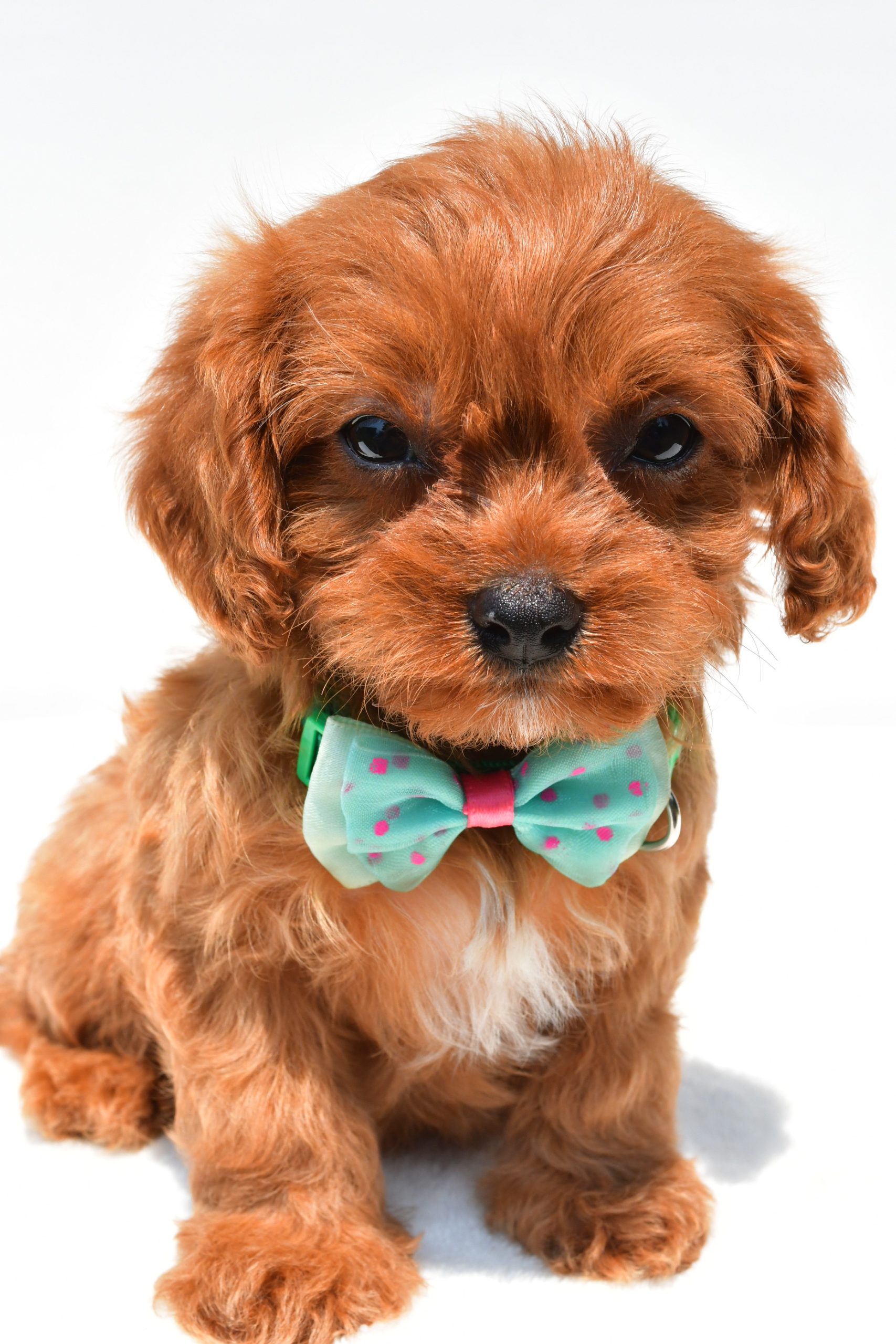 Mr Koda The Cavapoo - Image 2