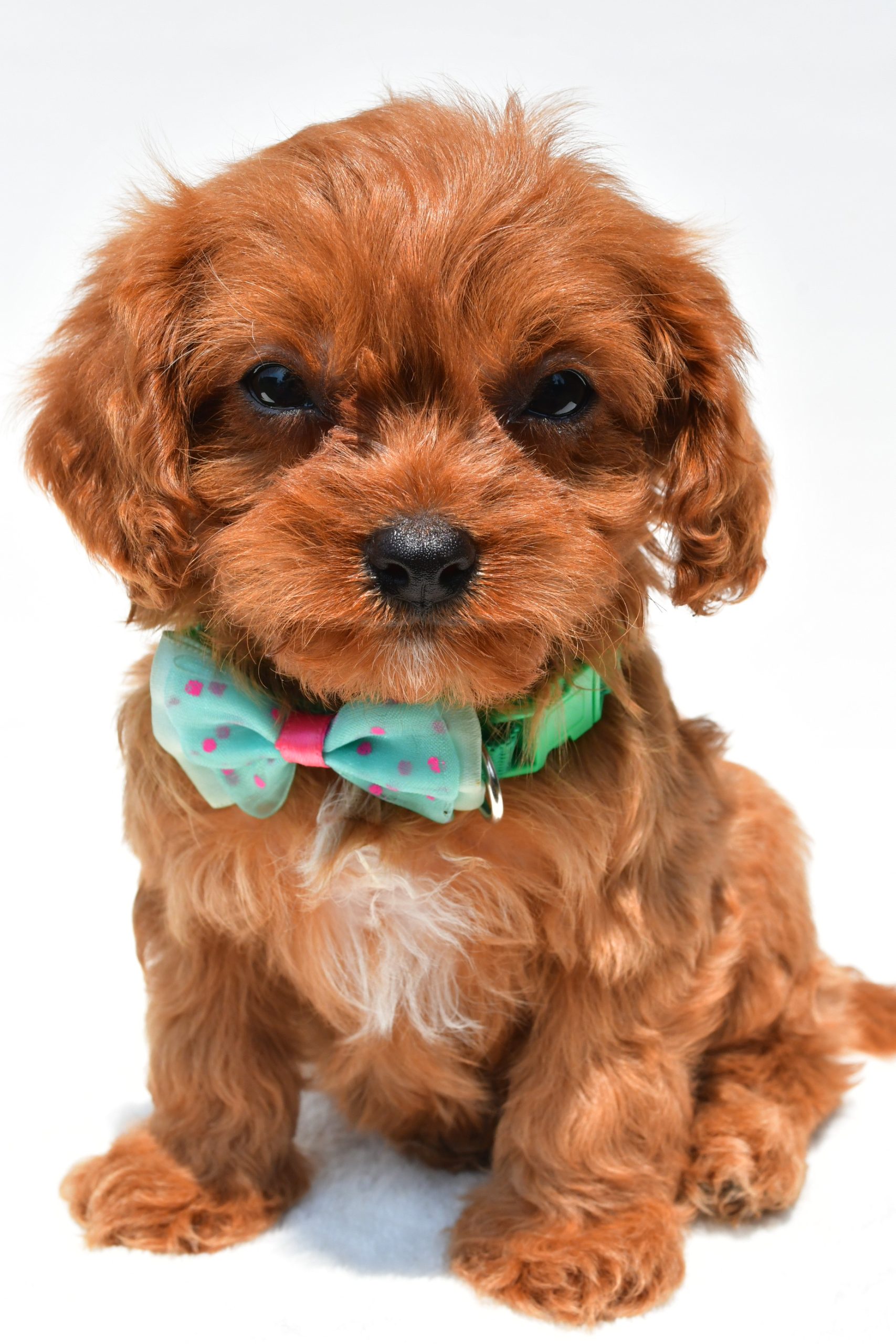 Mr Koda The Cavapoo