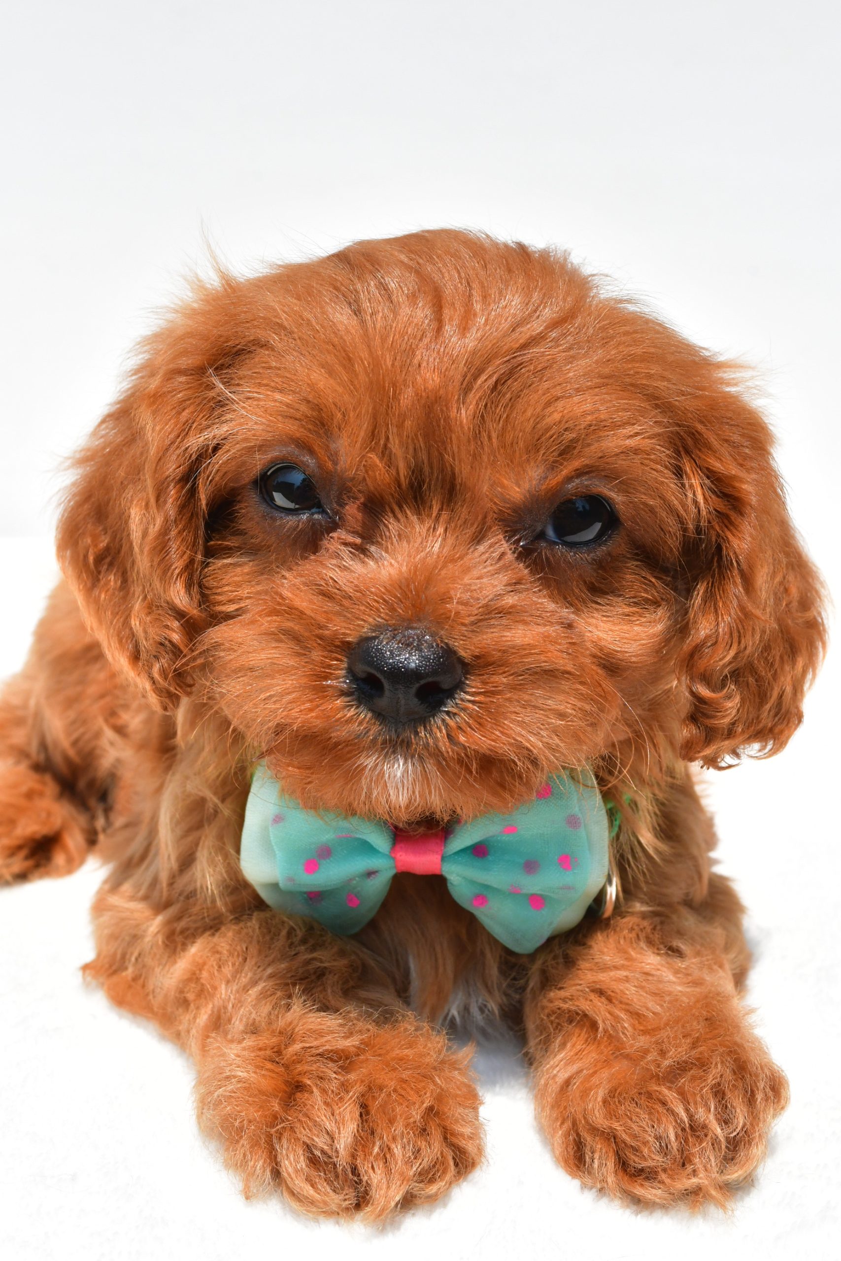 Mr Koda The Cavapoo - Image 5