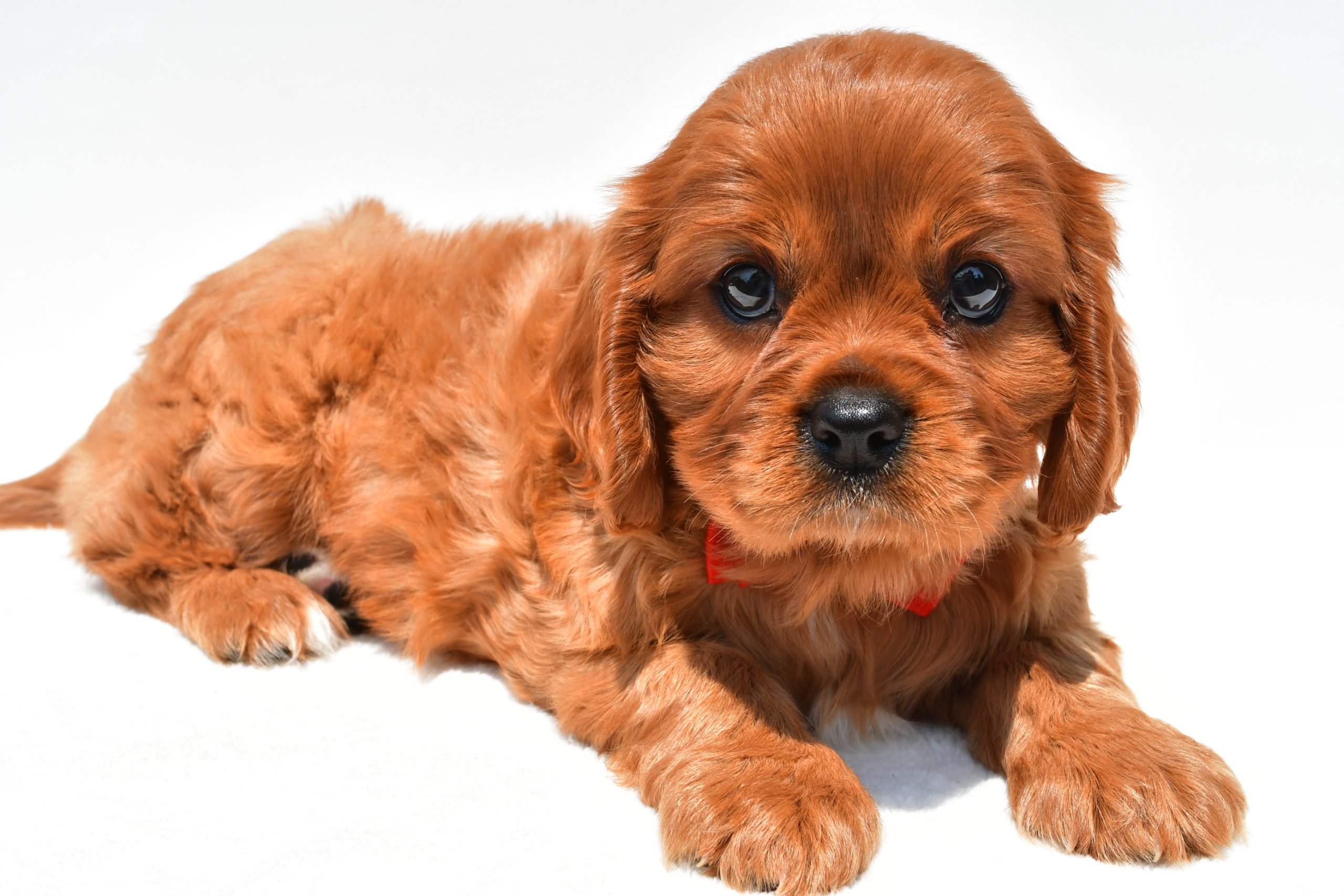 Mr Connor The Cavalier King Charles Spaniel - Image 6