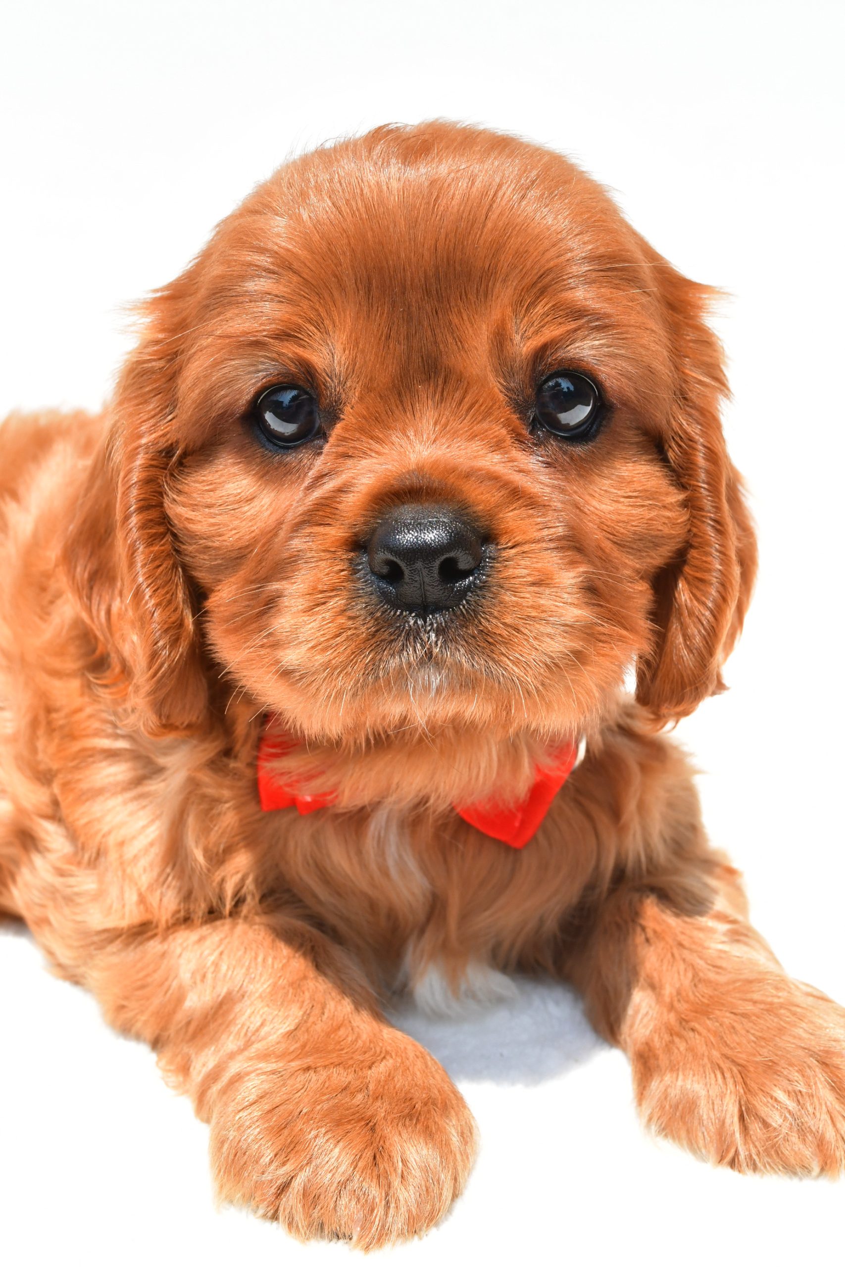 Mr Connor The Cavalier King Charles Spaniel - Image 3