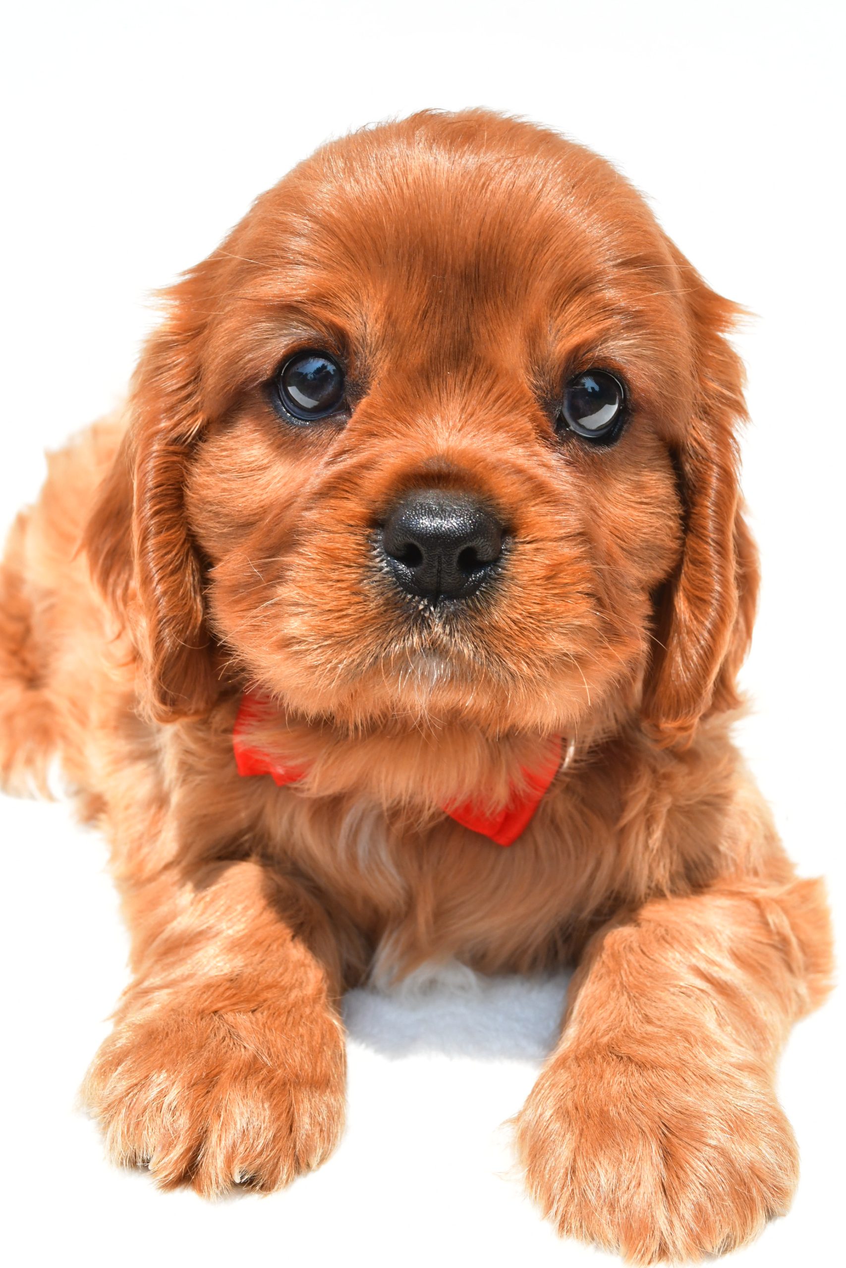 Mr Connor The Cavalier King Charles Spaniel - Image 4