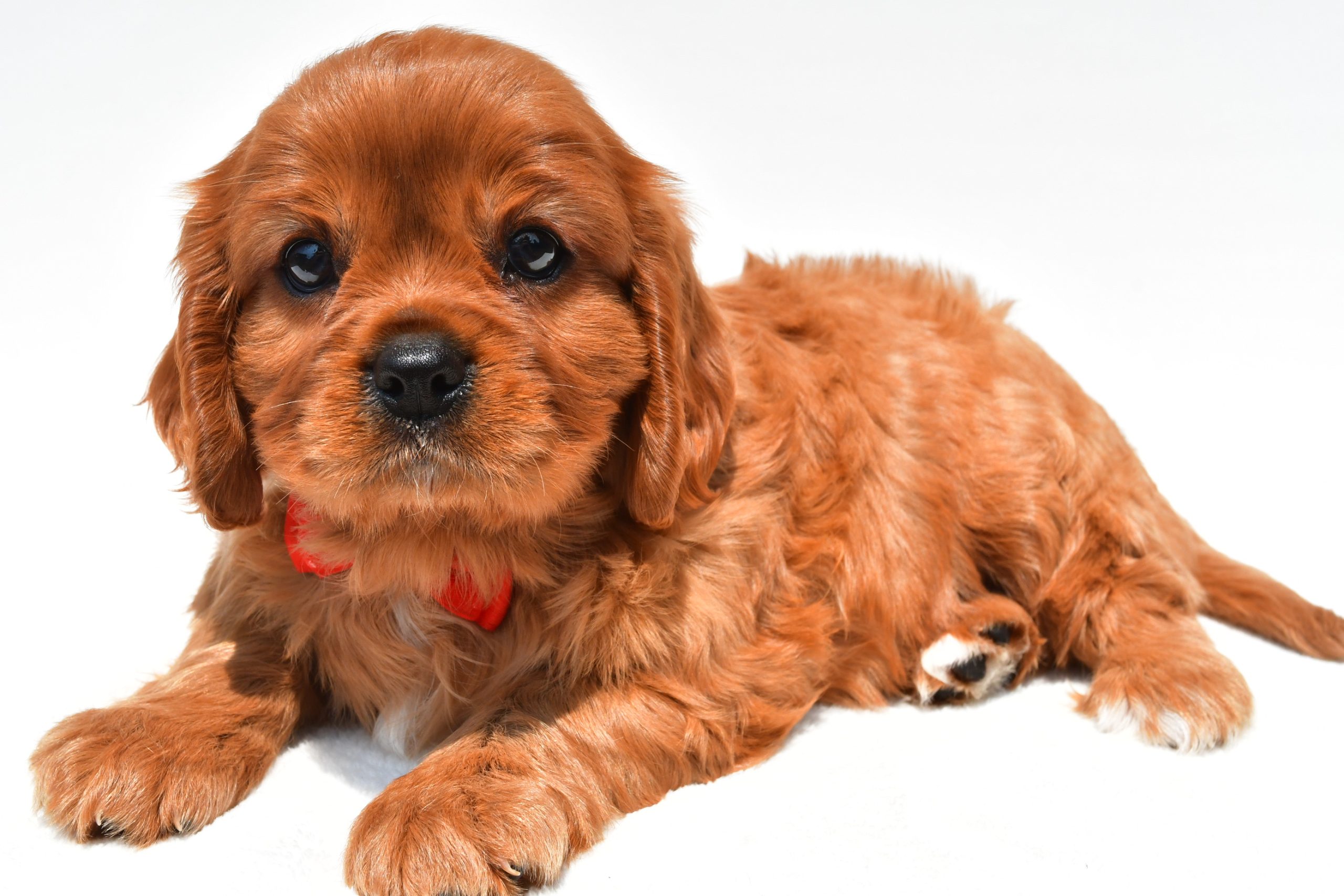 Mr Connor The Cavalier King Charles Spaniel - Image 5