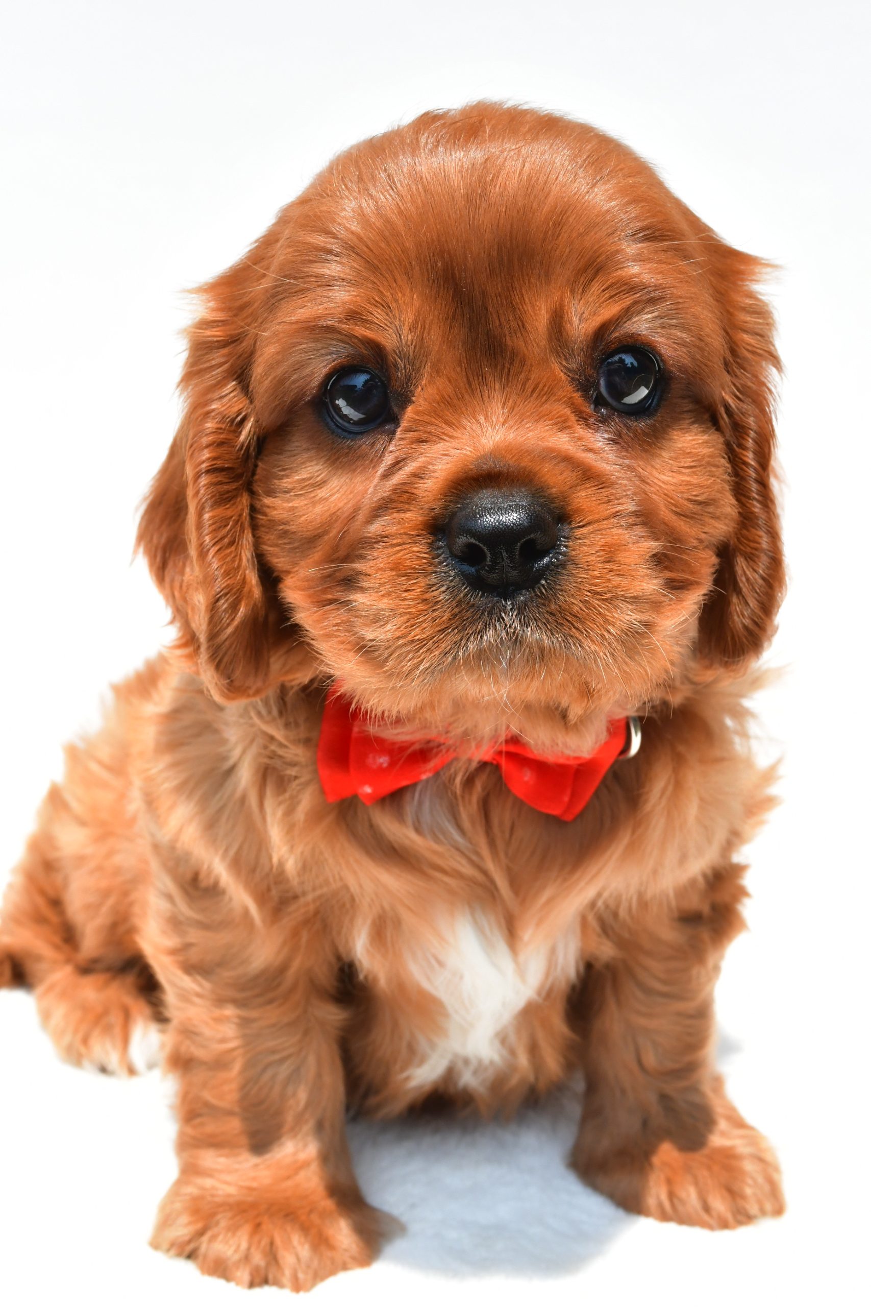 Mr Connor The Cavalier King Charles Spaniel - Image 2