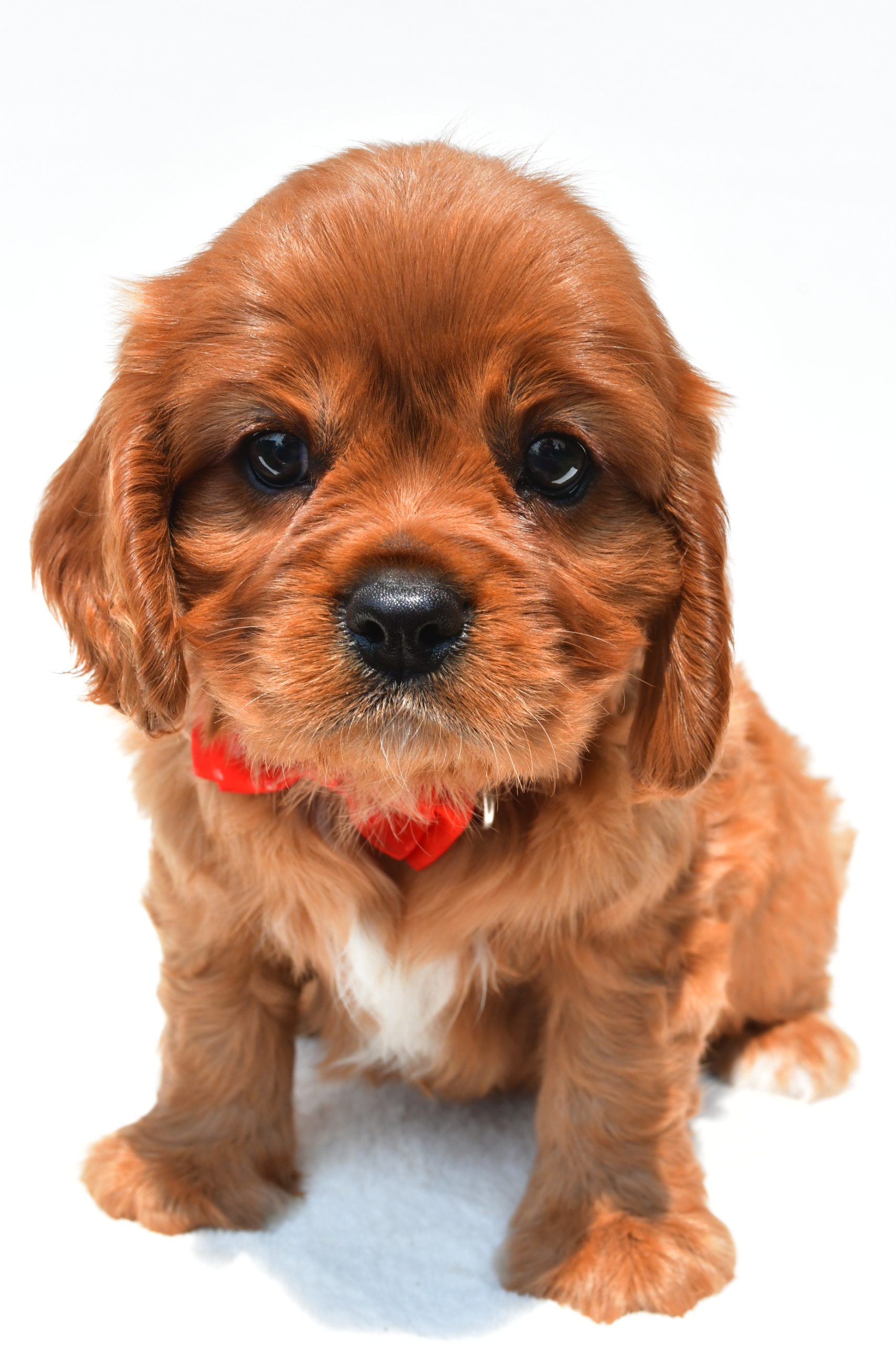Mr Connor The Cavalier King Charles Spaniel