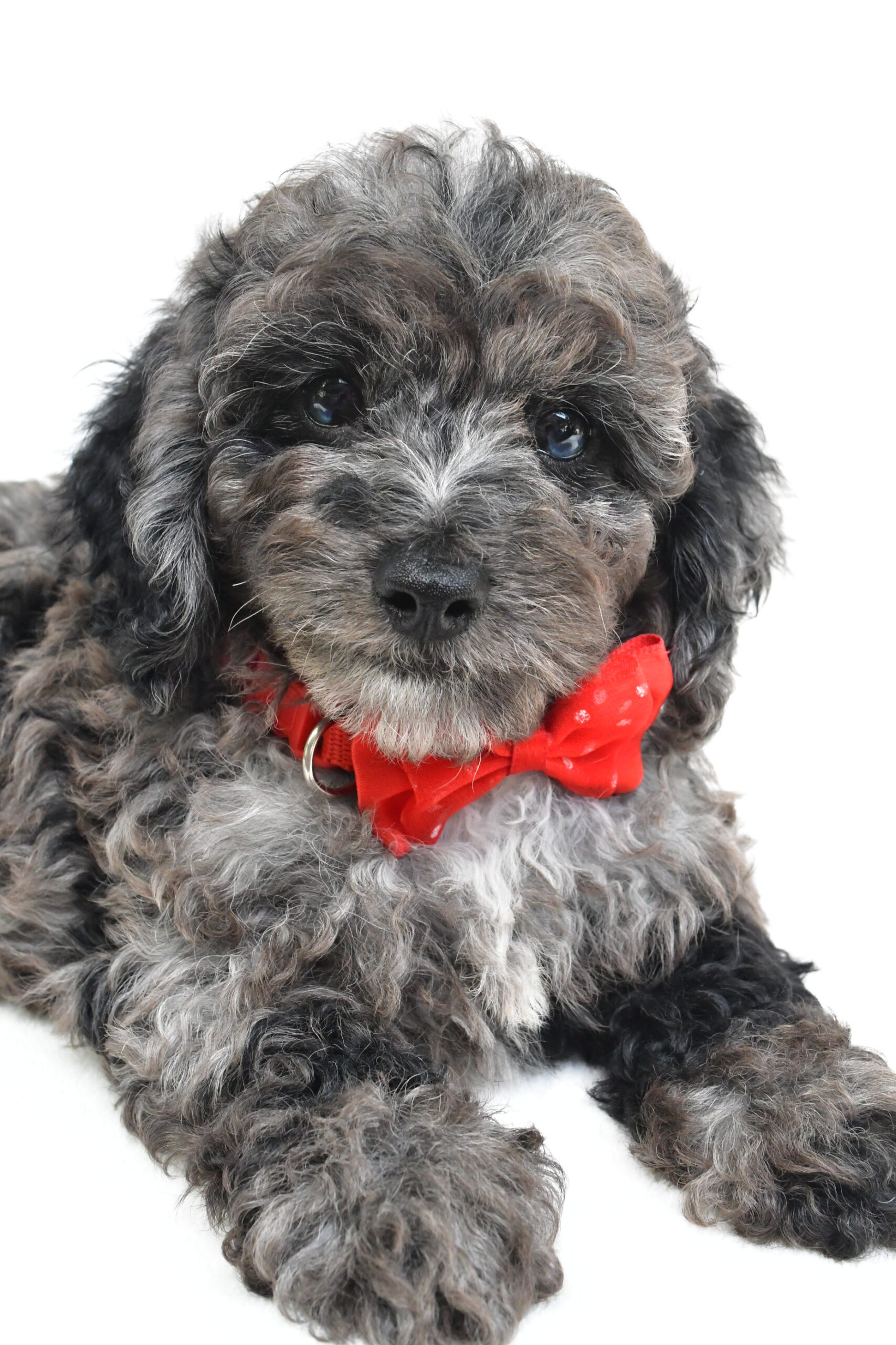 Mr Theodore - Image 2