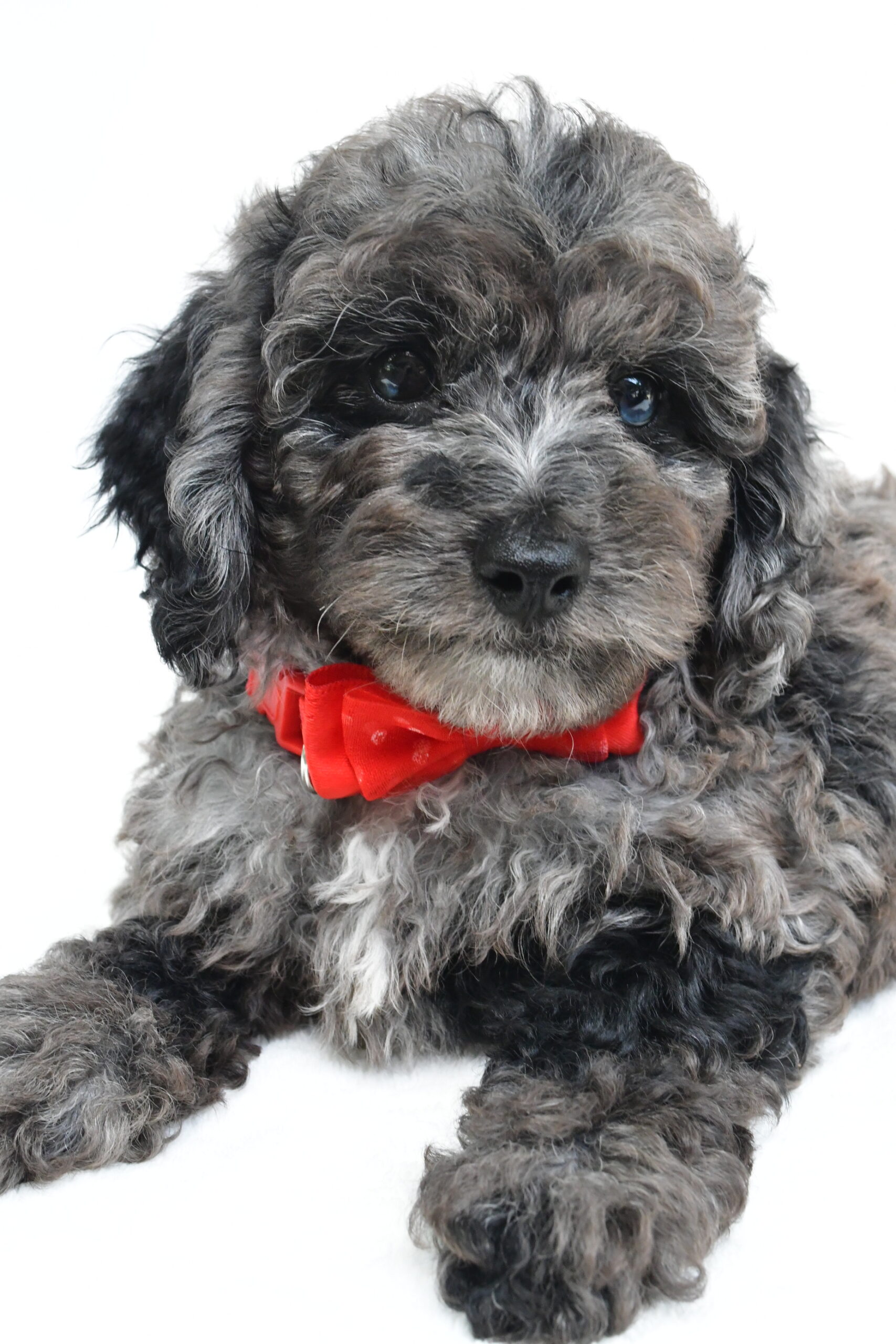 Mr Theodore - Image 5