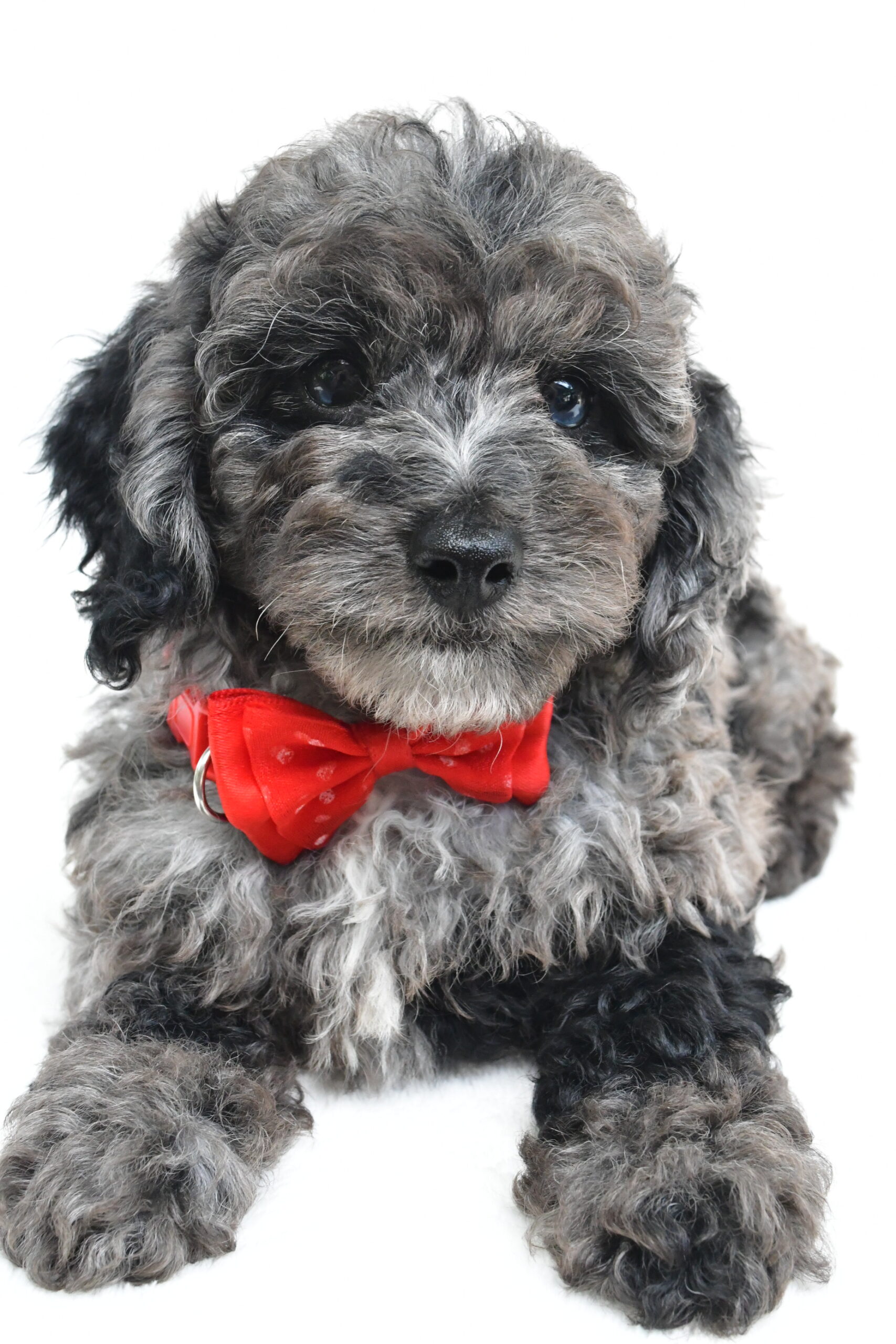 Mr Theodore - Image 6