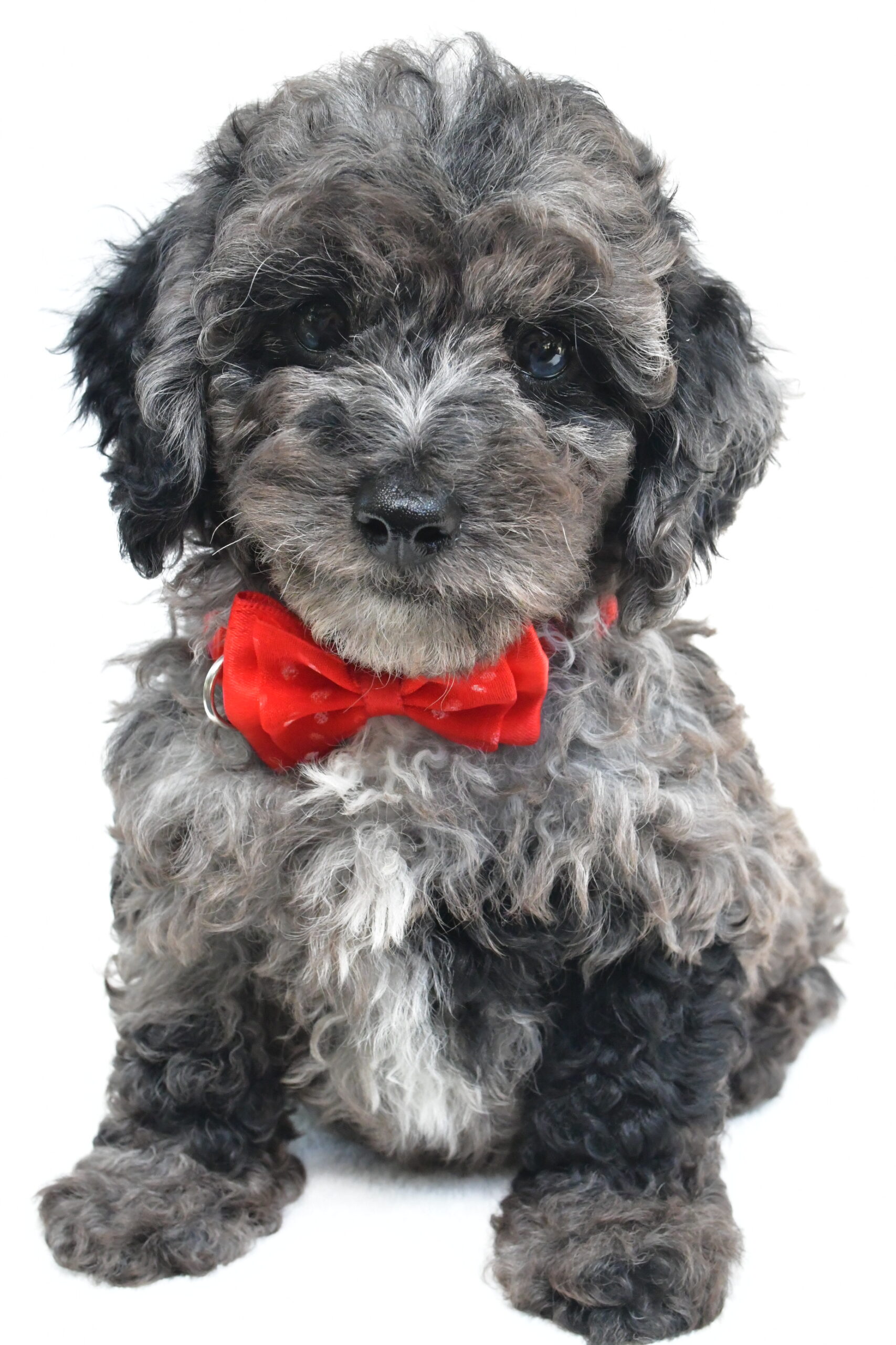 Mr Theodore
