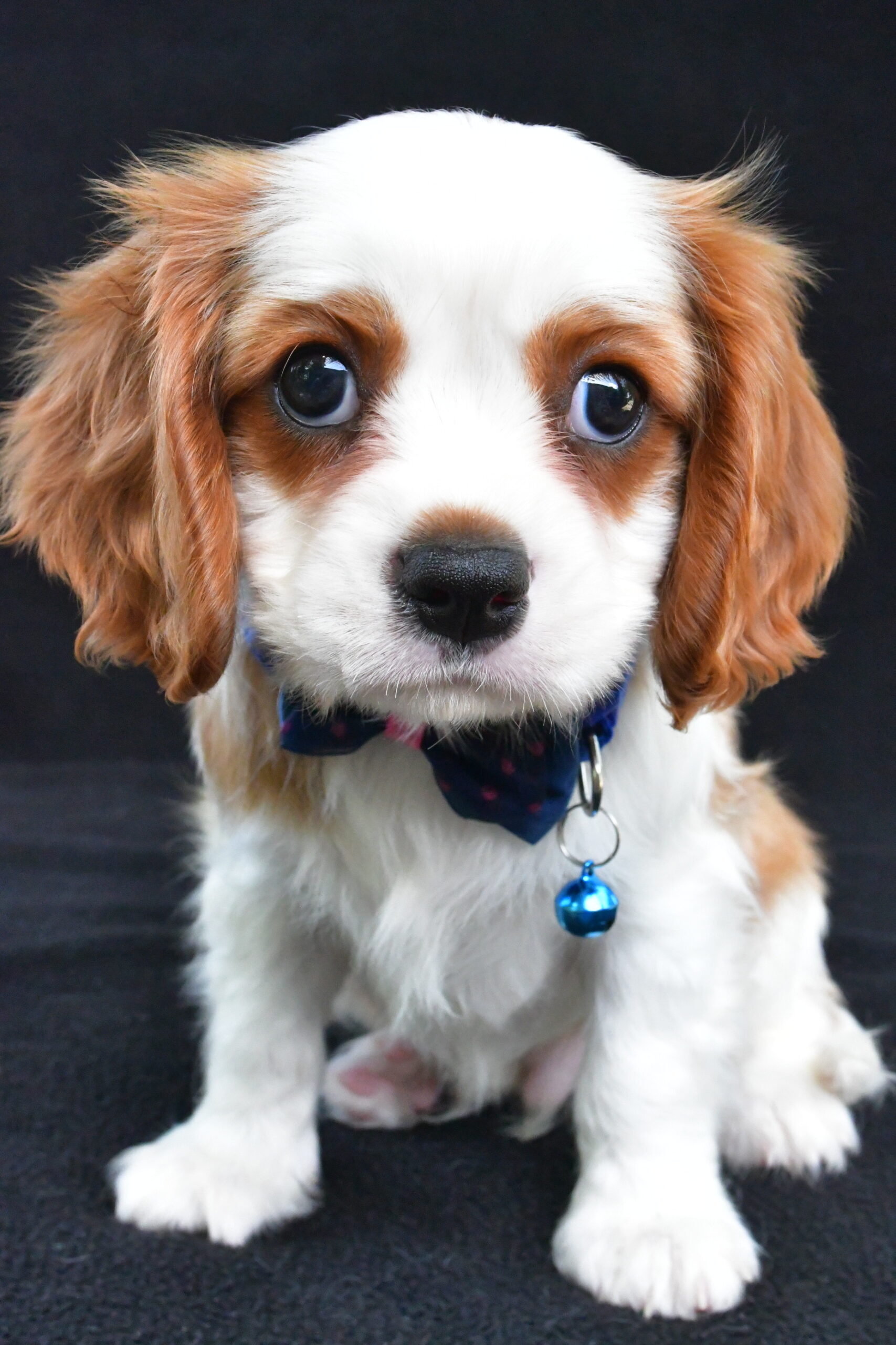 Mr Rusty