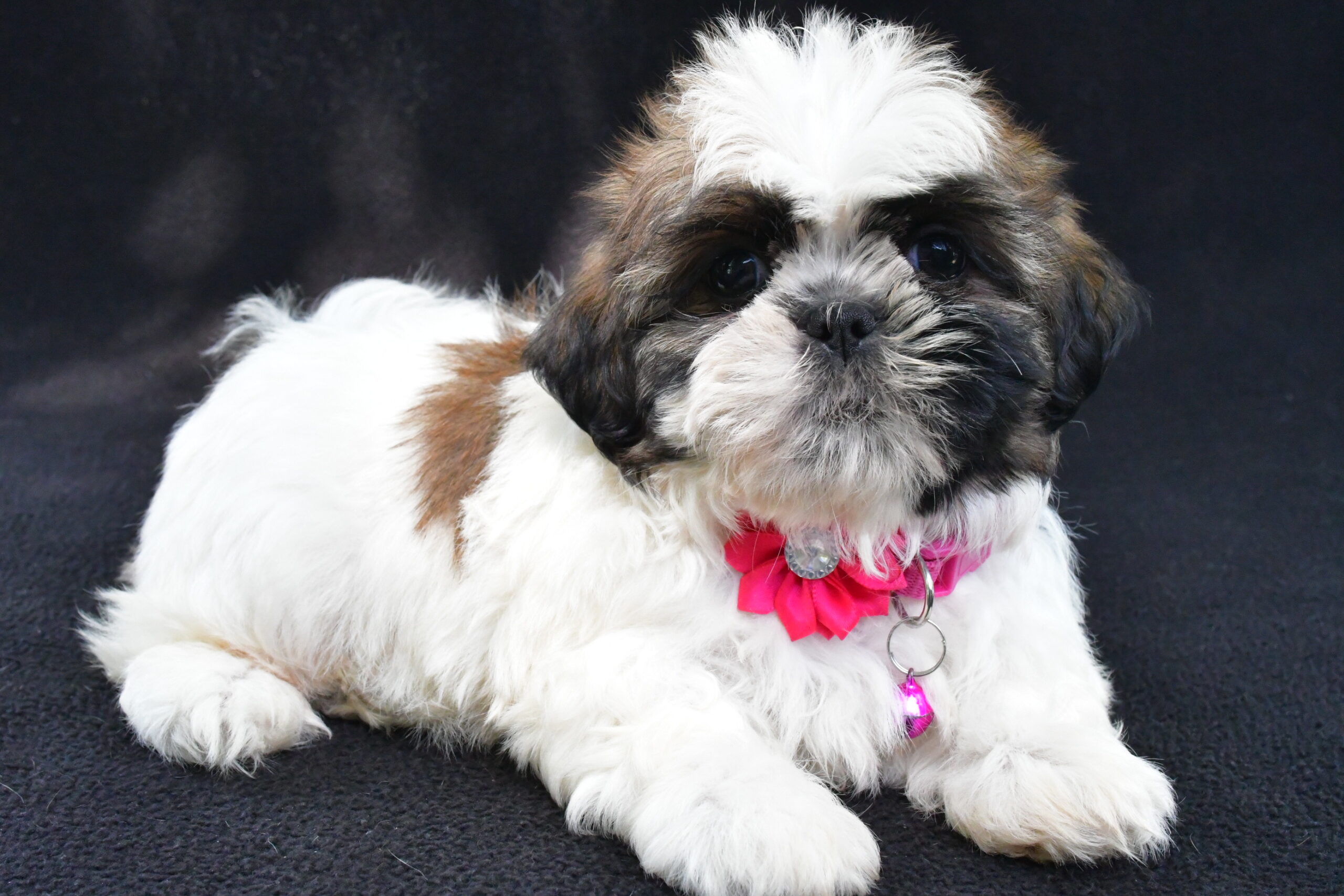 Miss Raine - Image 9