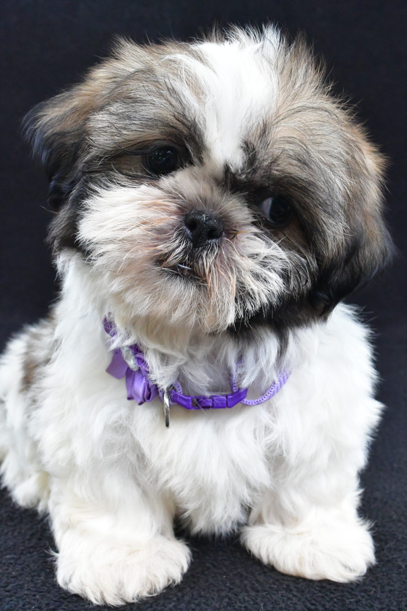Miss Roxan - Image 9