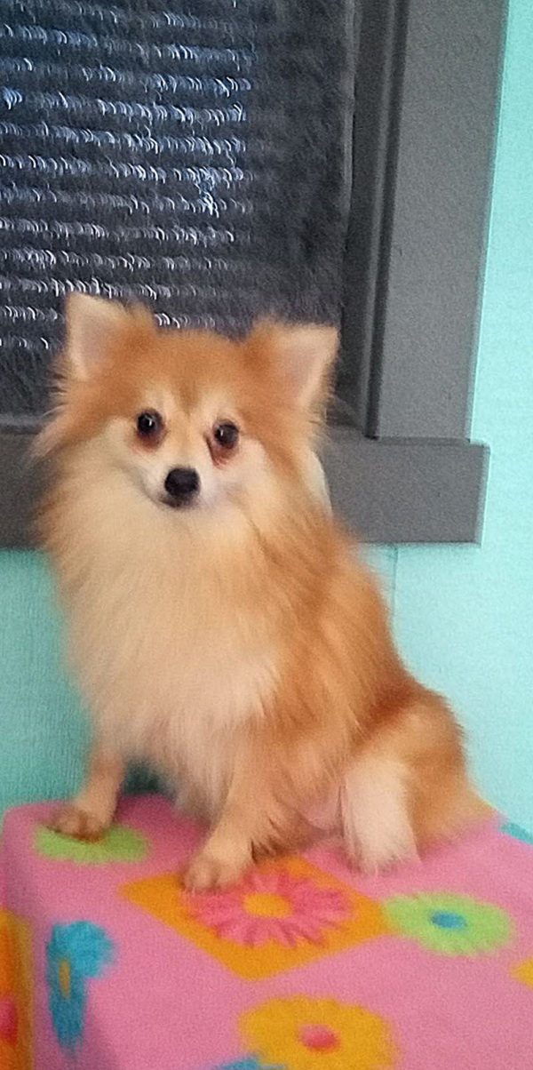 Alice pom, puppy parent