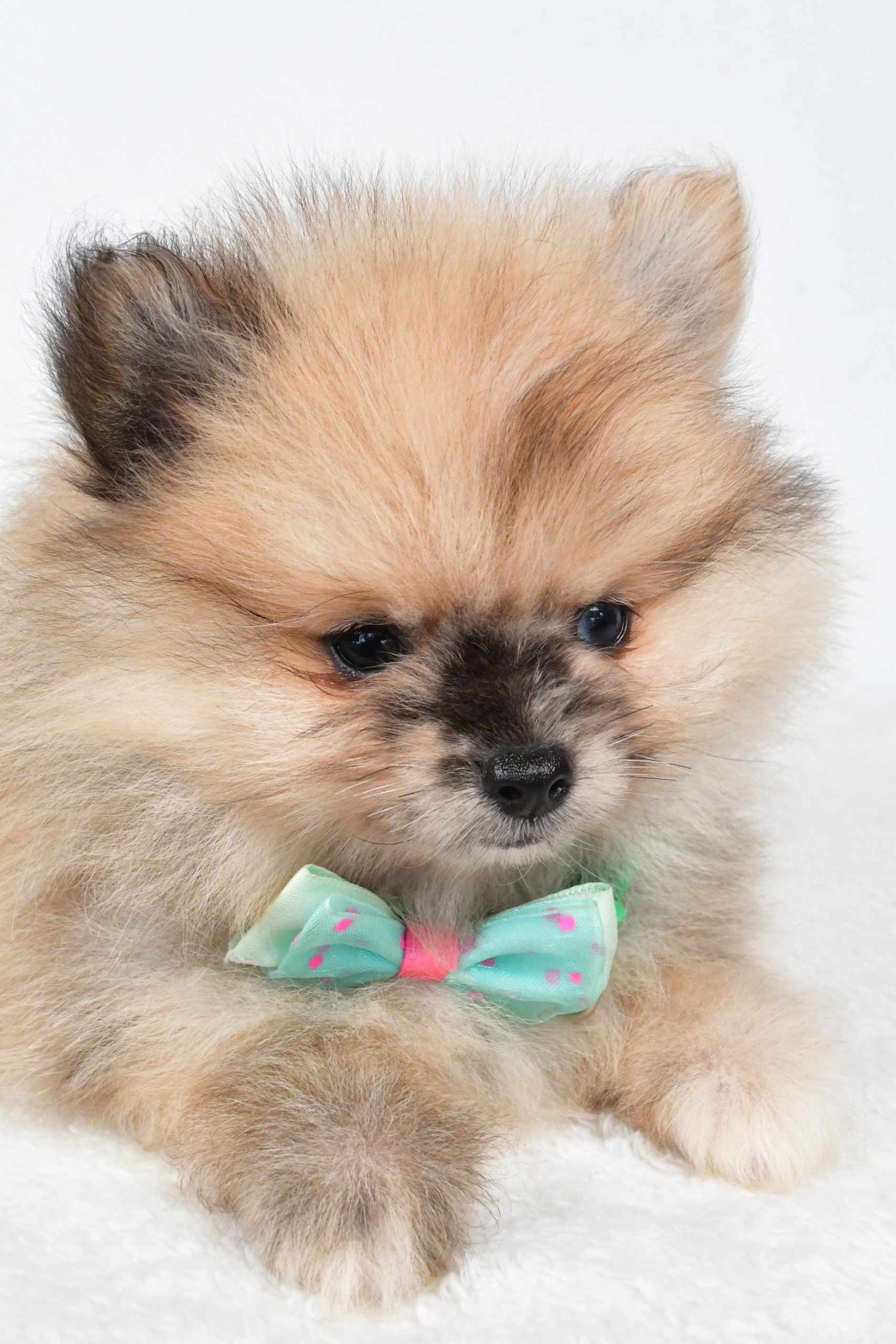 Mr Ace The Pomeranain - Image 5