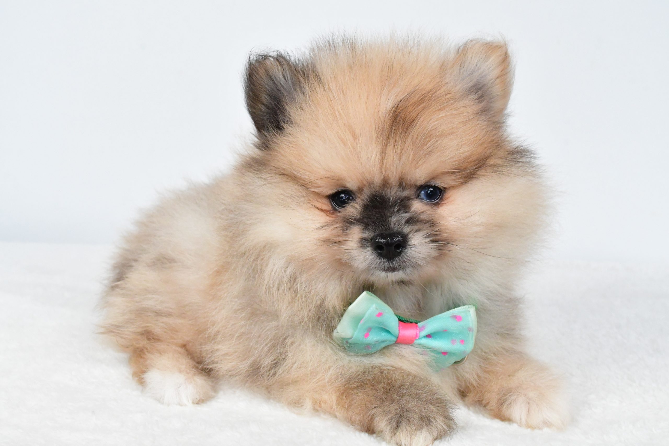 Mr Ace The Pomeranain - Image 6