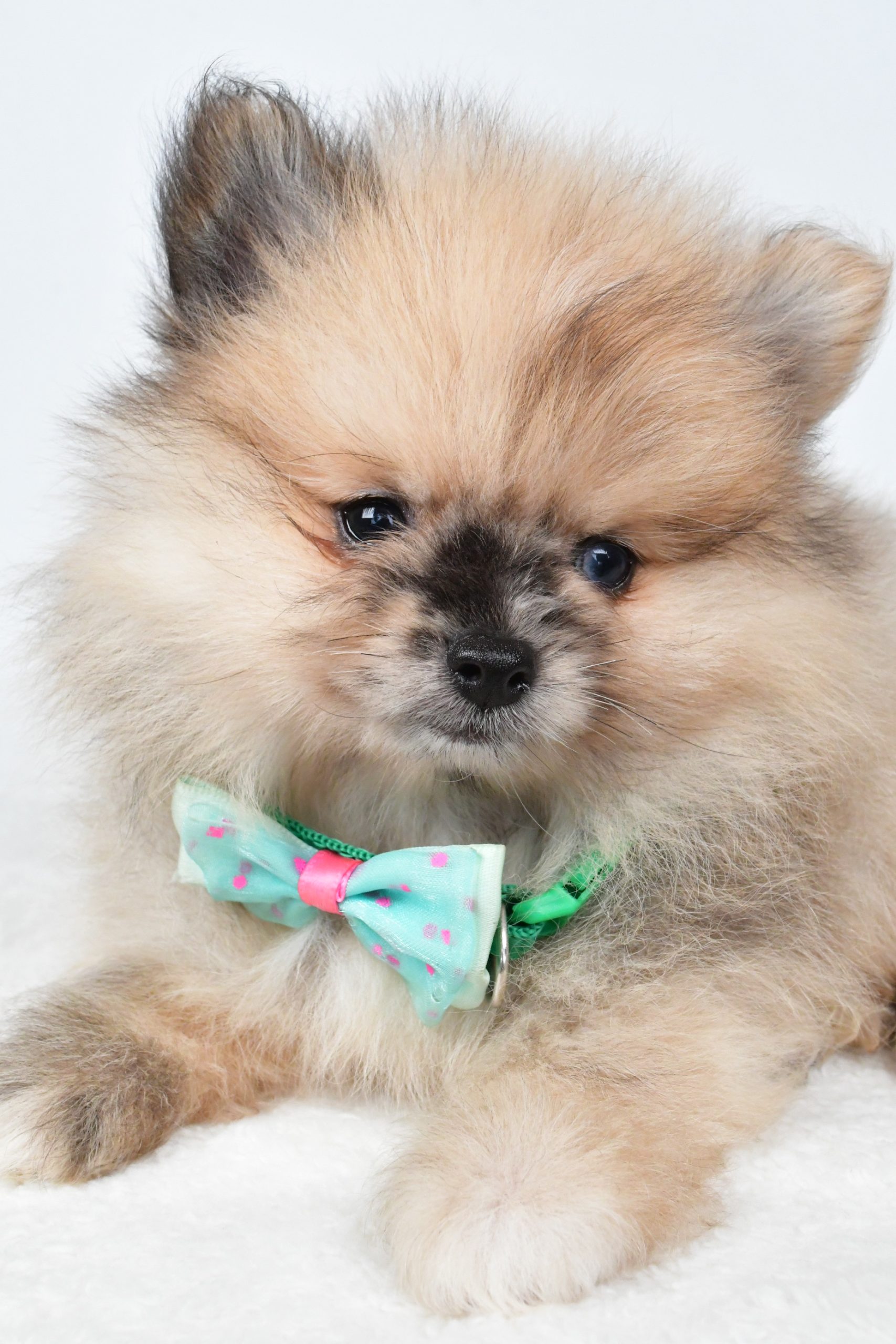 Mr Ace The Pomeranain - Image 3
