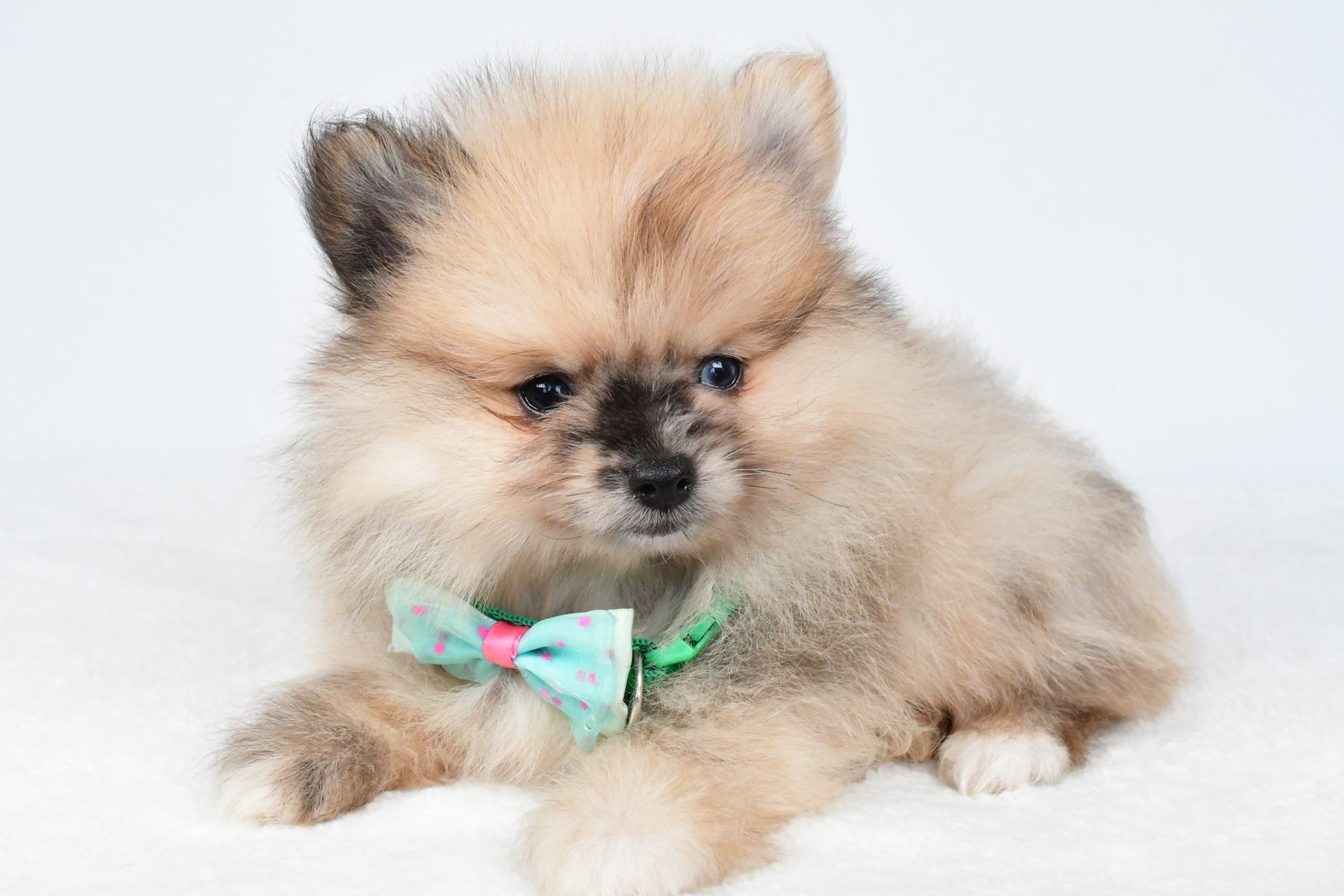 Mr Ace The Pomeranain - Image 7
