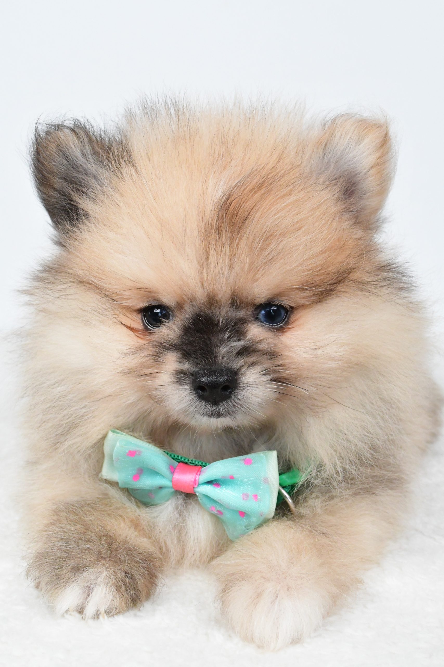 Mr Ace The Pomeranain - Image 4