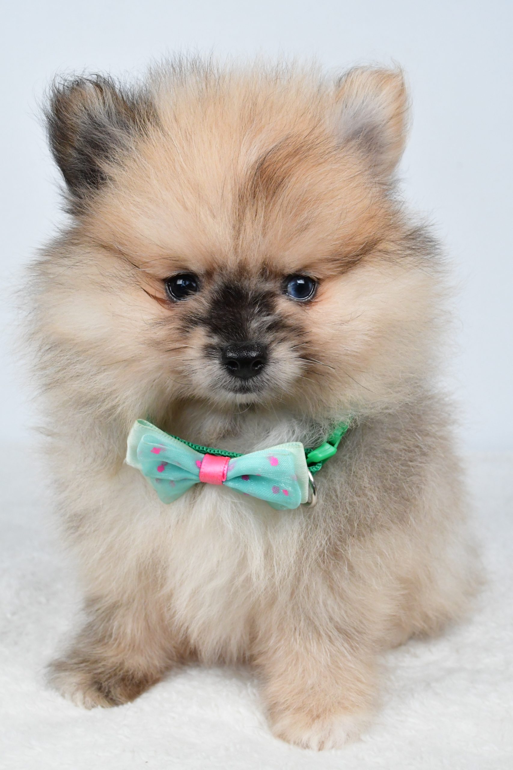 Mr Ace The Pomeranain - Image 2