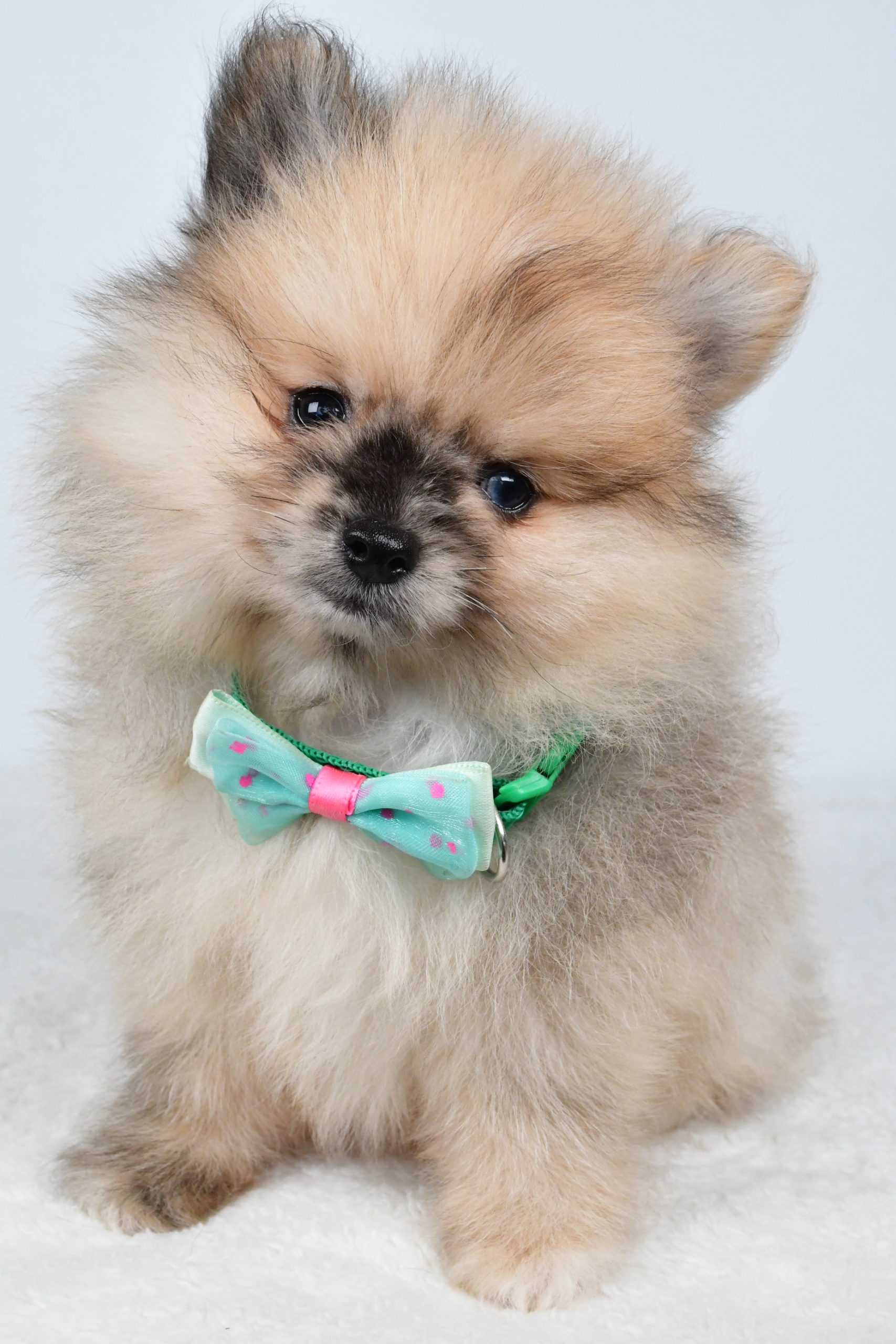 Mr Ace The Pomeranain