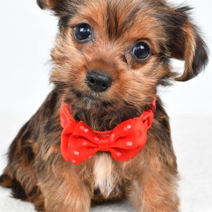 Mr Waldo The  Yorkshire Terrier