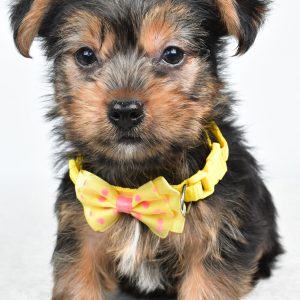 Mr Waylon The  Yorkshire Terrier