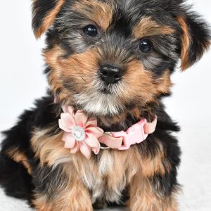 Miss Winnie The  Yorkshire Terrier