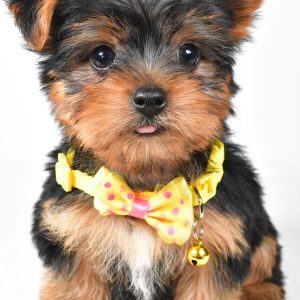 Mr. Robby The Yorkshire Terrier