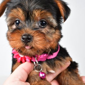 Miss Rita The Yorkshire Terrier