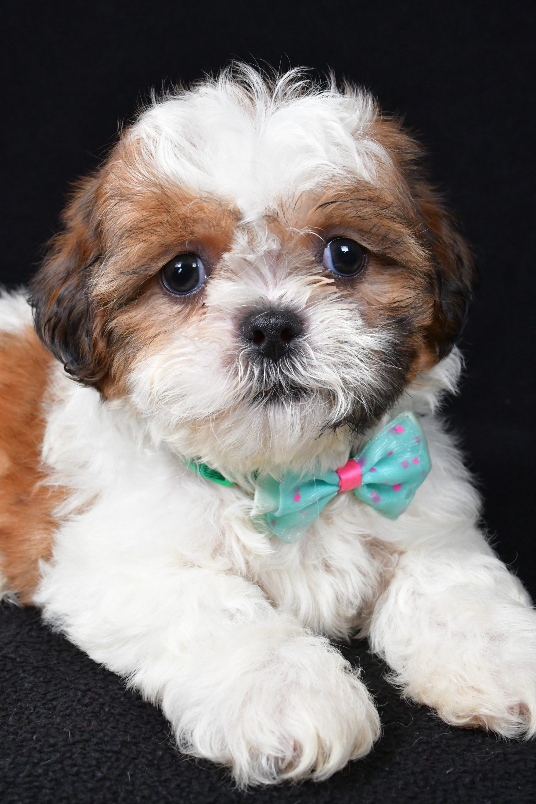 Mr. Tristan The Shihtzu - Image 5