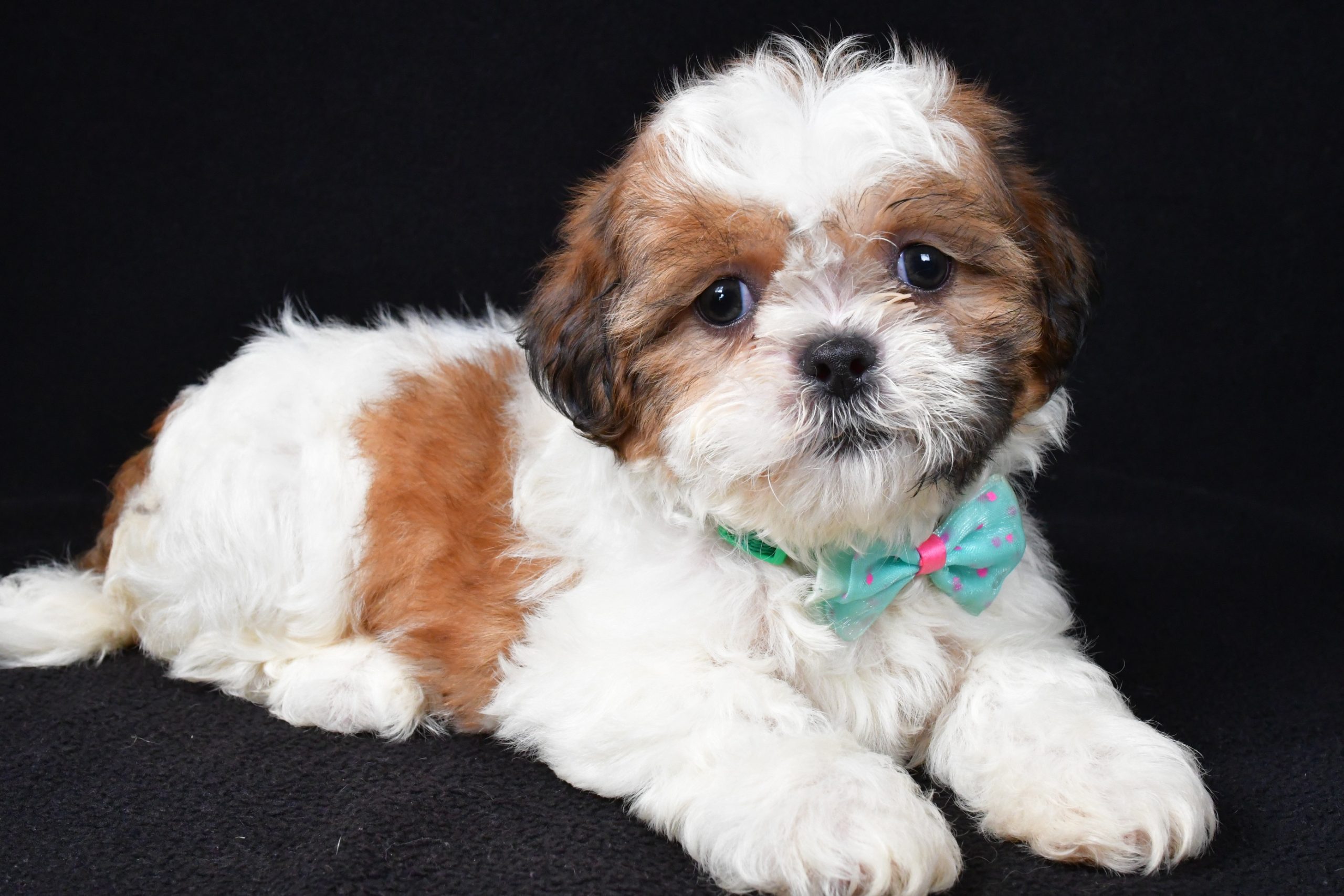 Mr. Tristan The Shihtzu - Image 6