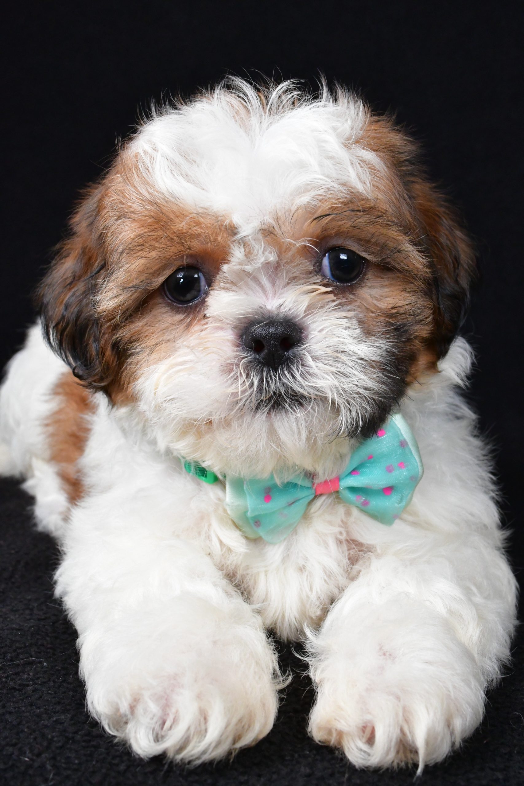 Mr. Tristan The Shihtzu - Image 4