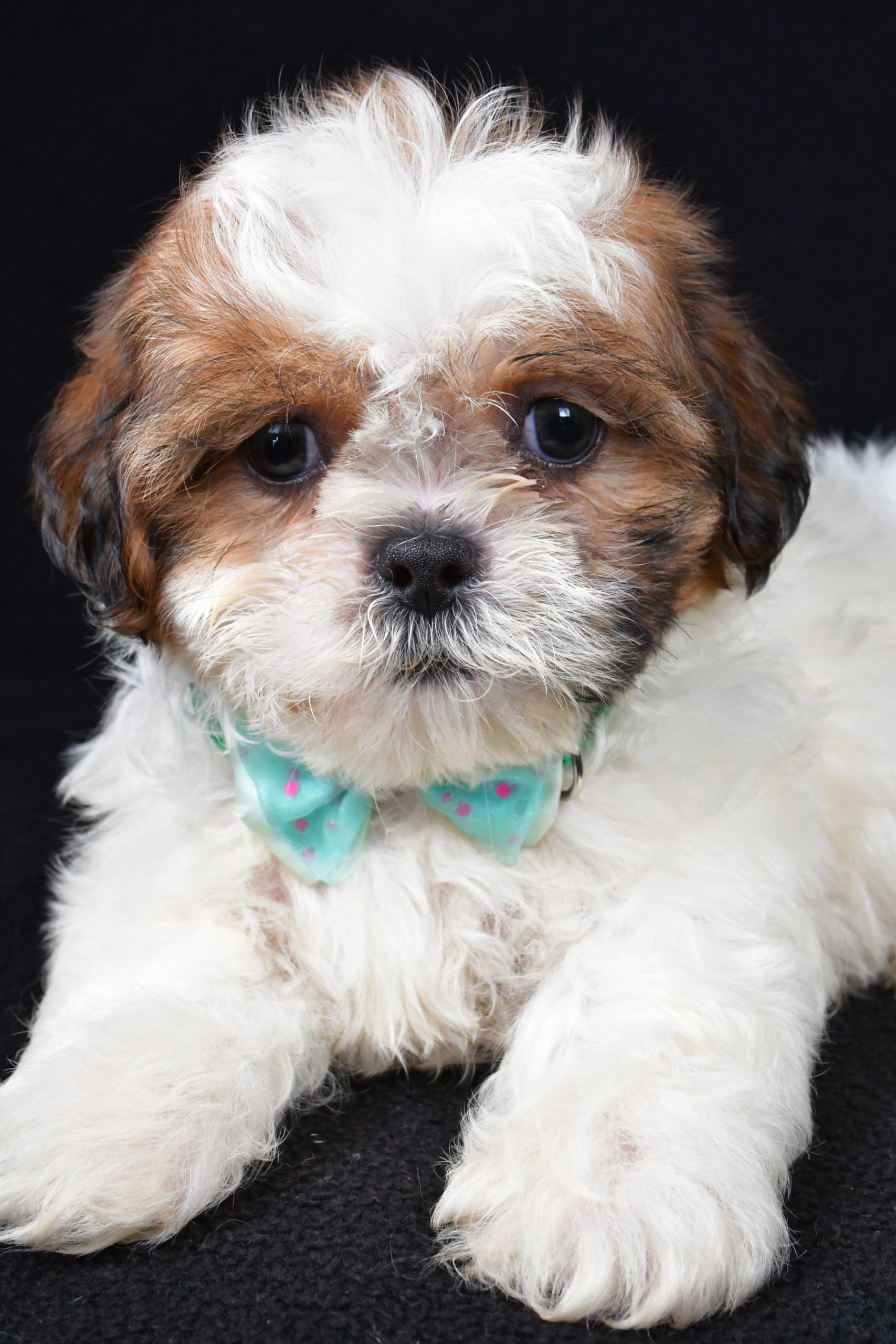 Mr. Tristan The Shihtzu - Image 3