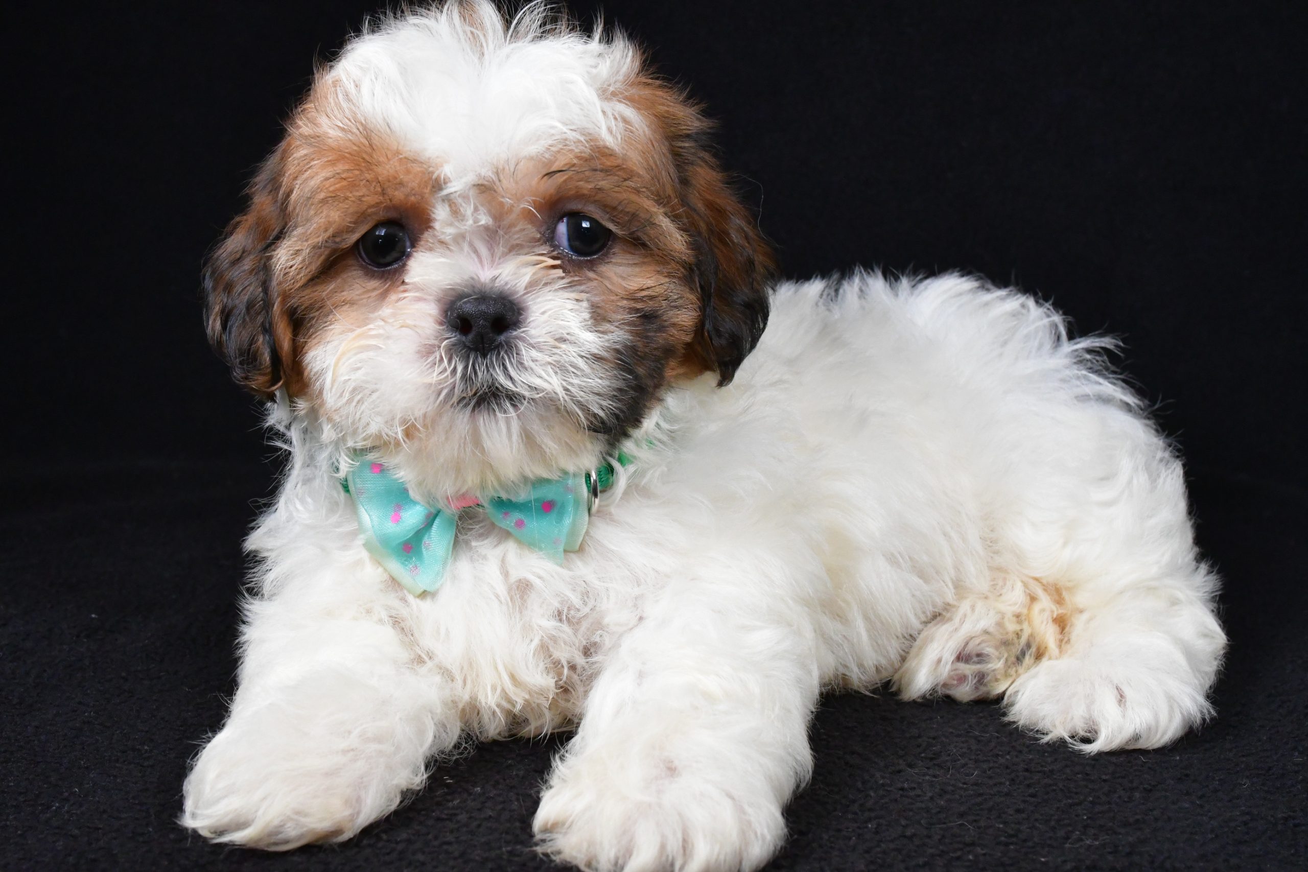Mr. Tristan The Shihtzu - Image 7