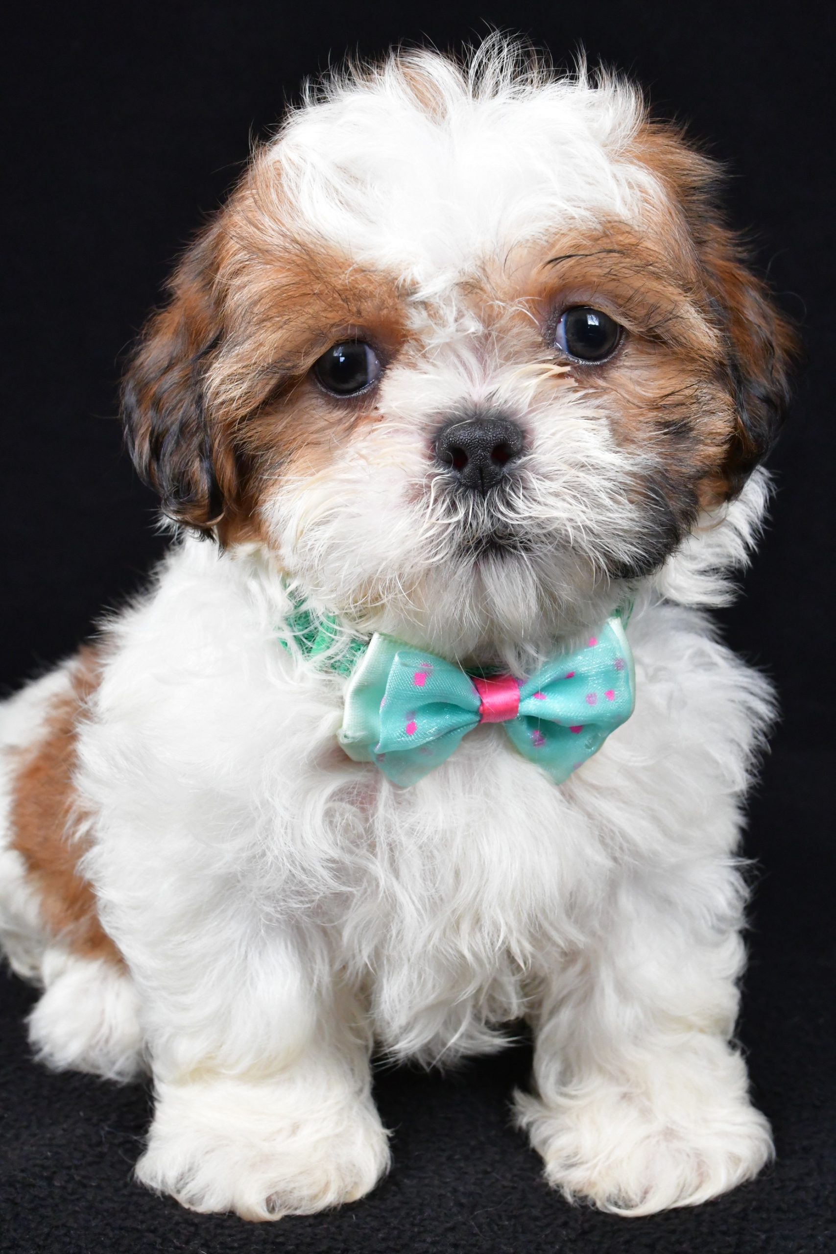 Mr. Tristan The Shihtzu - Image 2
