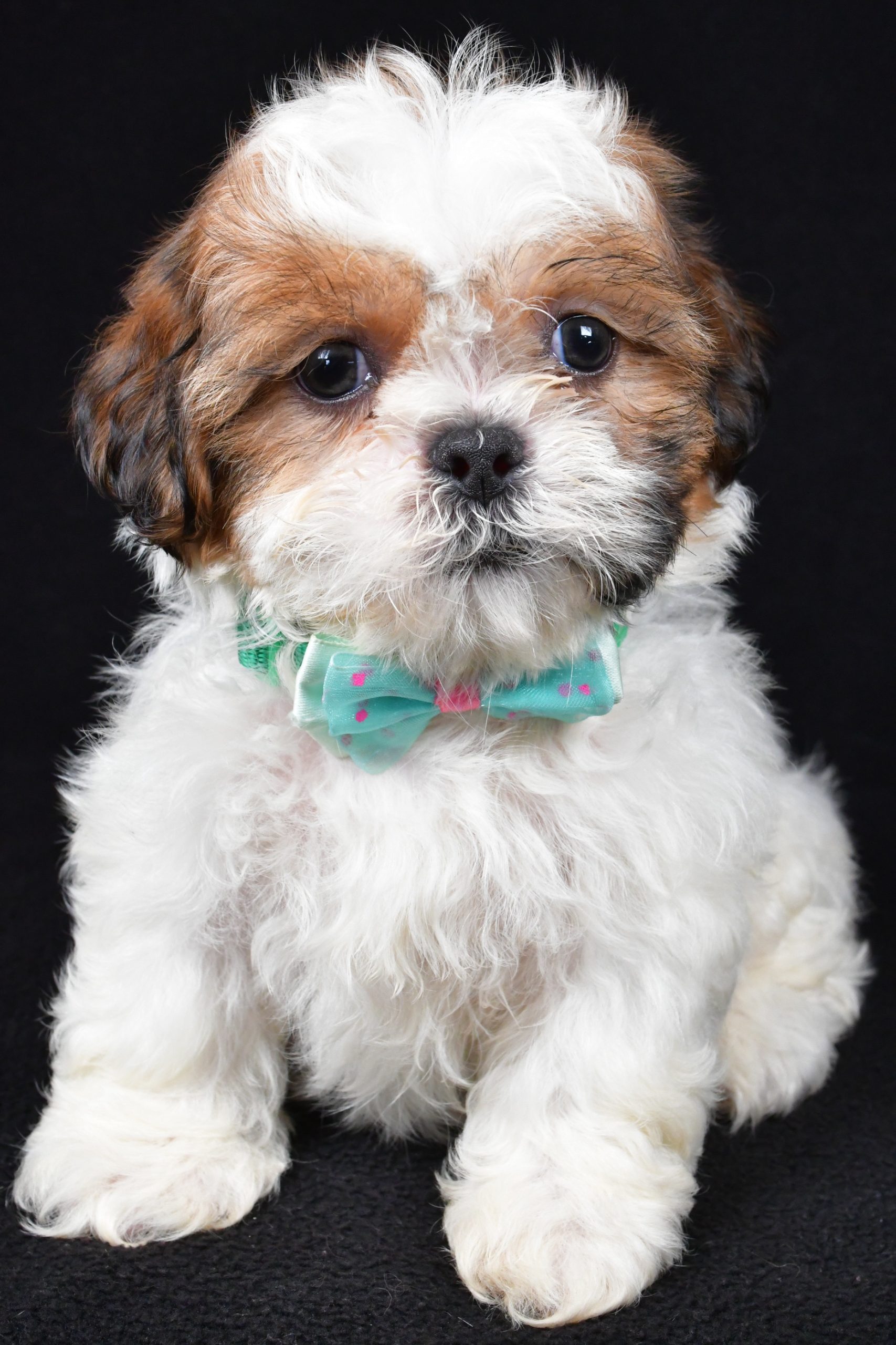 Mr. Tristan The Shihtzu