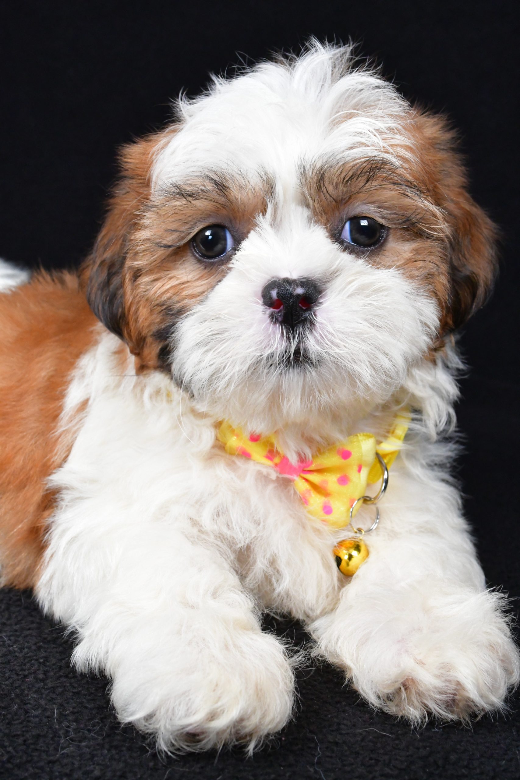 Mr. Tripp The Shihtzu - Image 5
