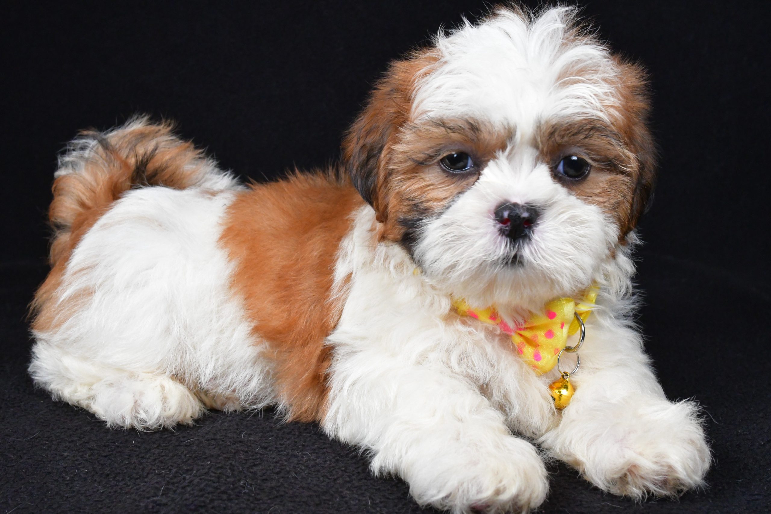 Mr. Tripp The Shihtzu - Image 6