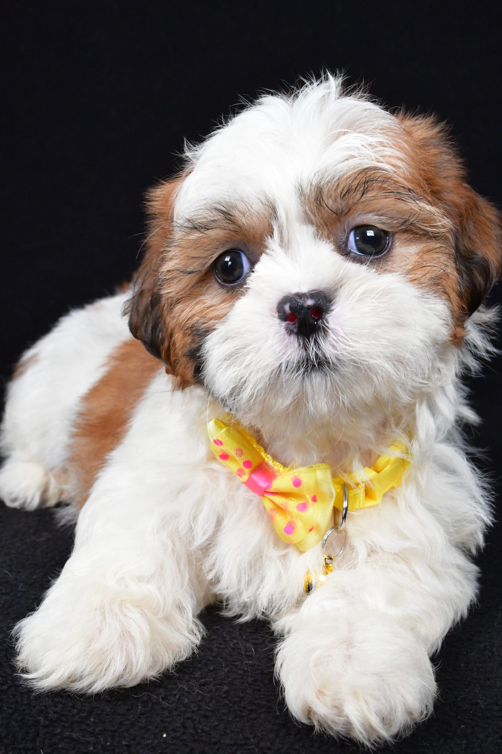 Mr. Tripp The Shihtzu - Image 4