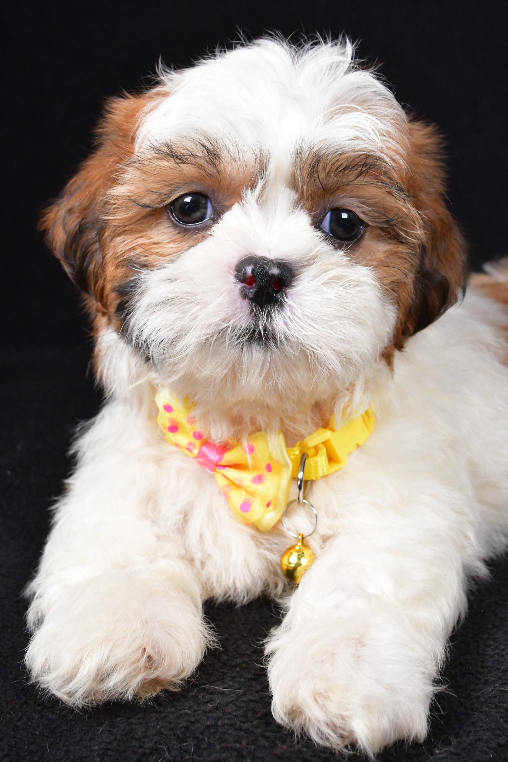 Mr. Tripp The Shihtzu - Image 3
