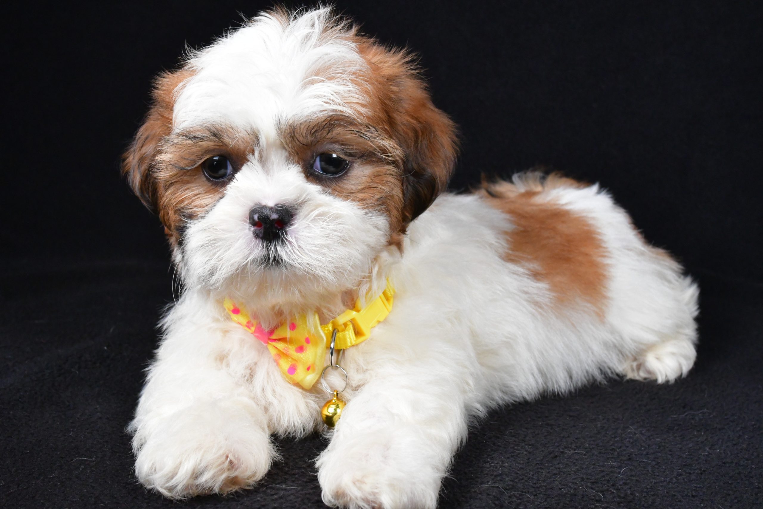 Mr. Tripp The Shihtzu - Image 7