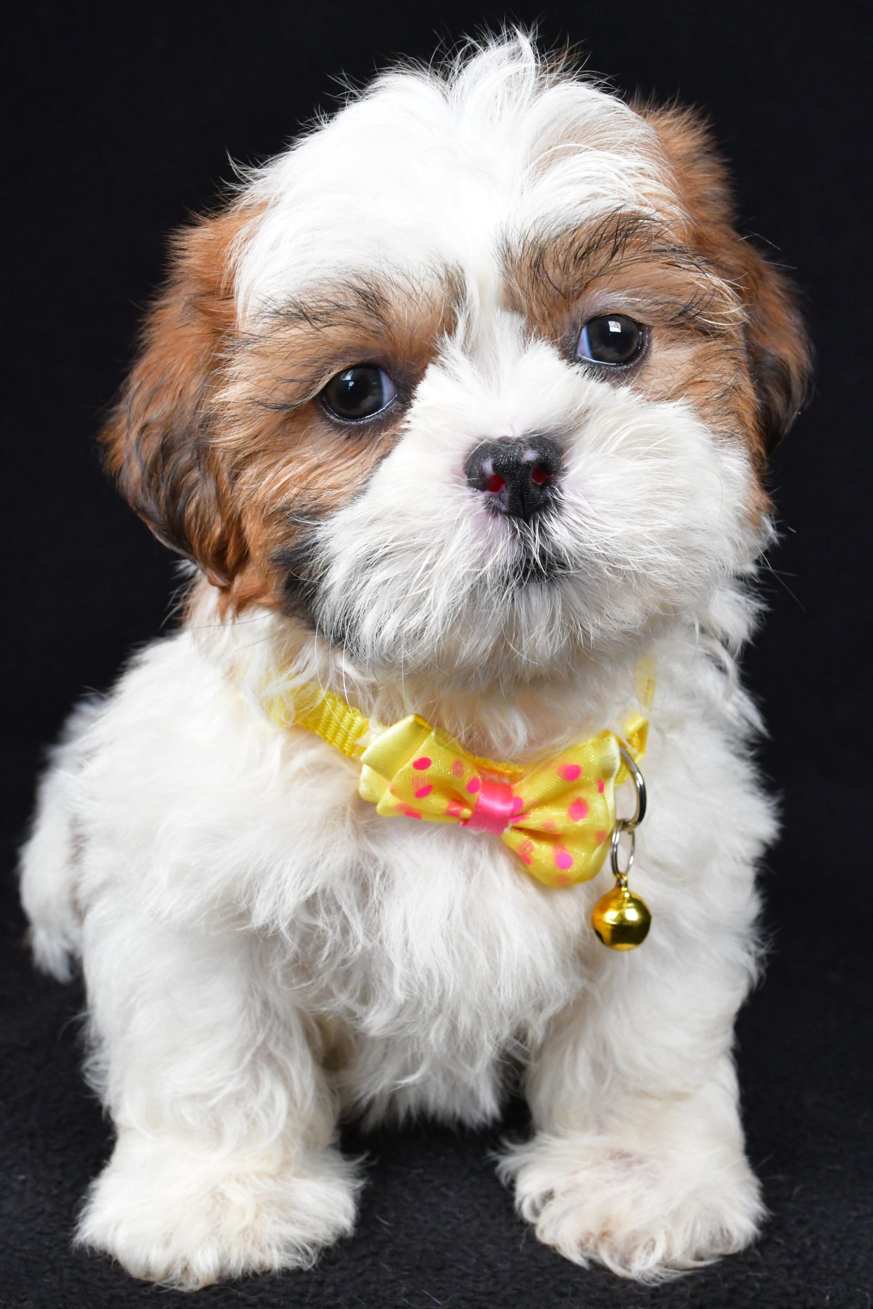 Mr. Tripp The Shihtzu