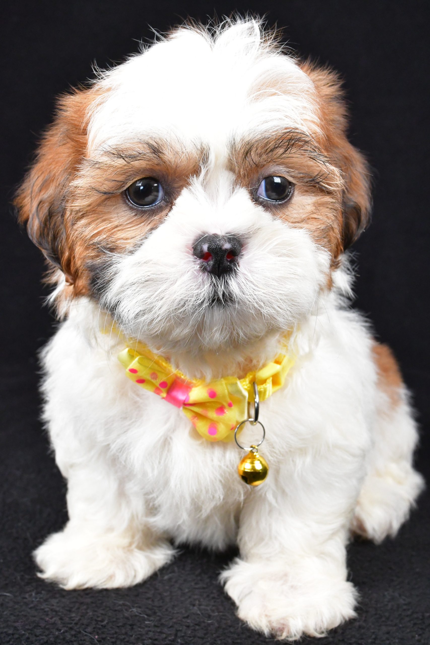 Mr. Tripp The Shihtzu - Image 2