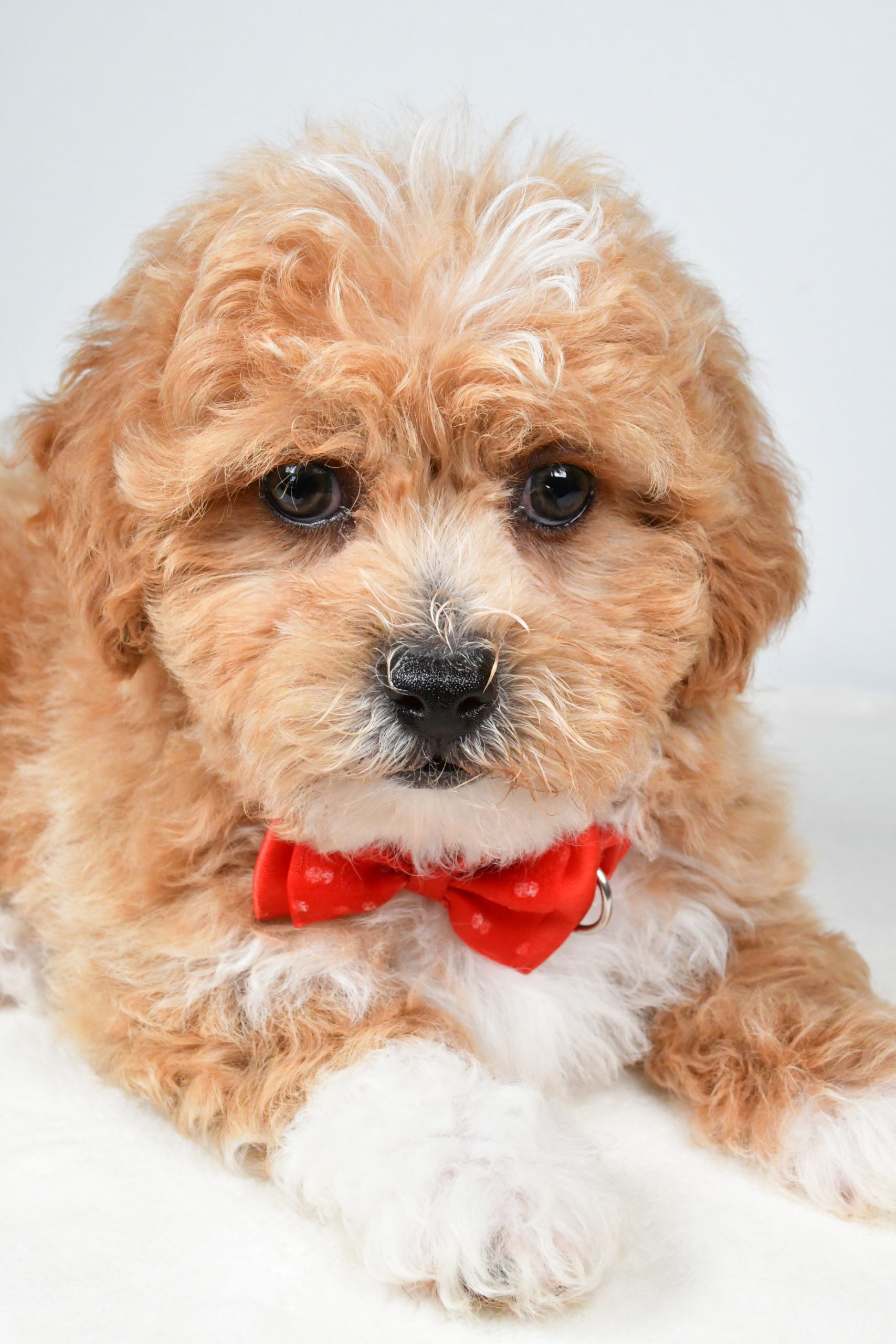 Mr. Quinton The Shih-poo - Image 2