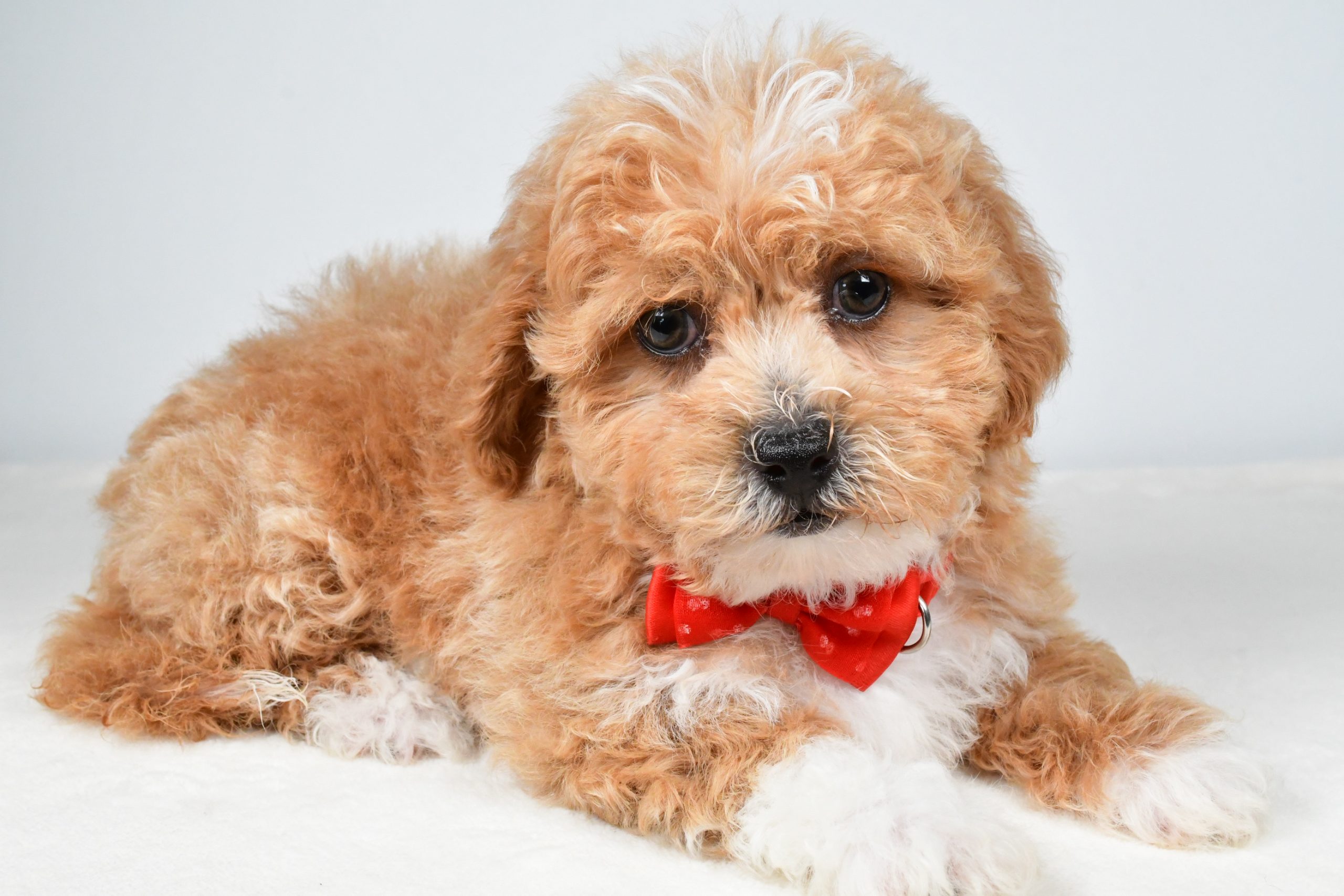 Mr. Quinton The Shih-poo - Image 7