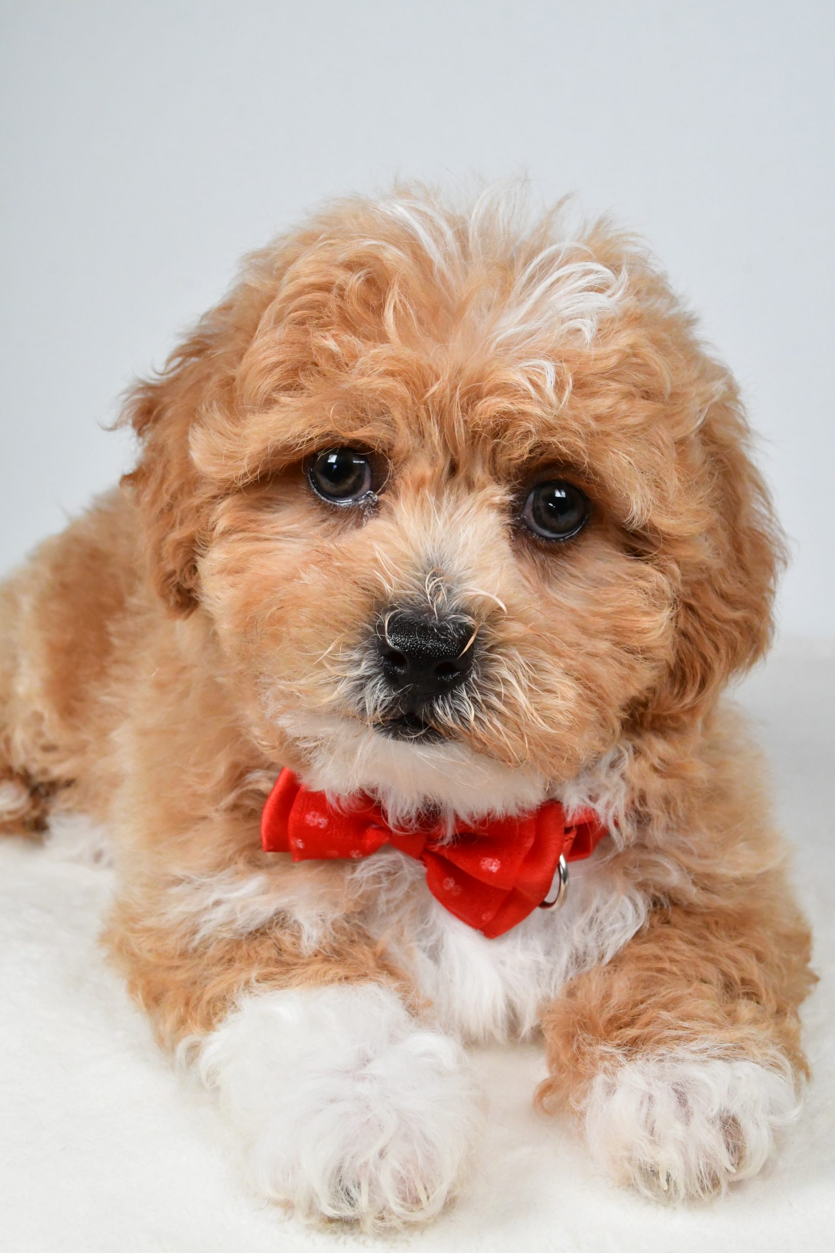 Mr. Quinton The Shih-poo - Image 3