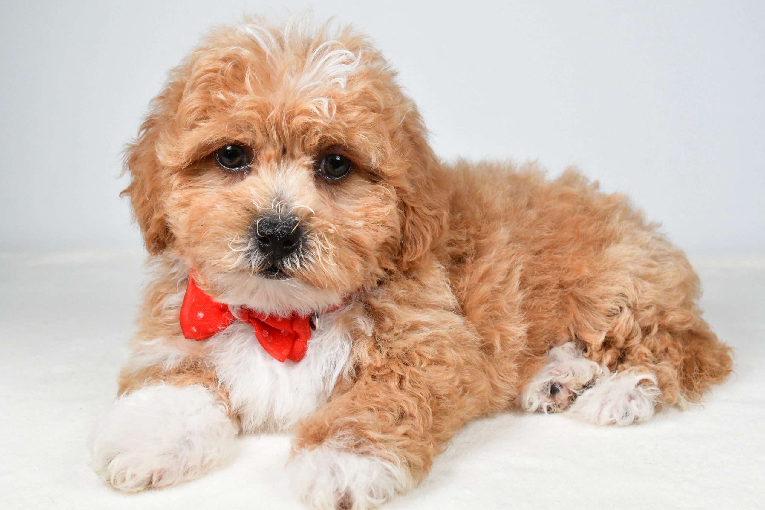 Mr. Quinton The Shih-poo - Image 6